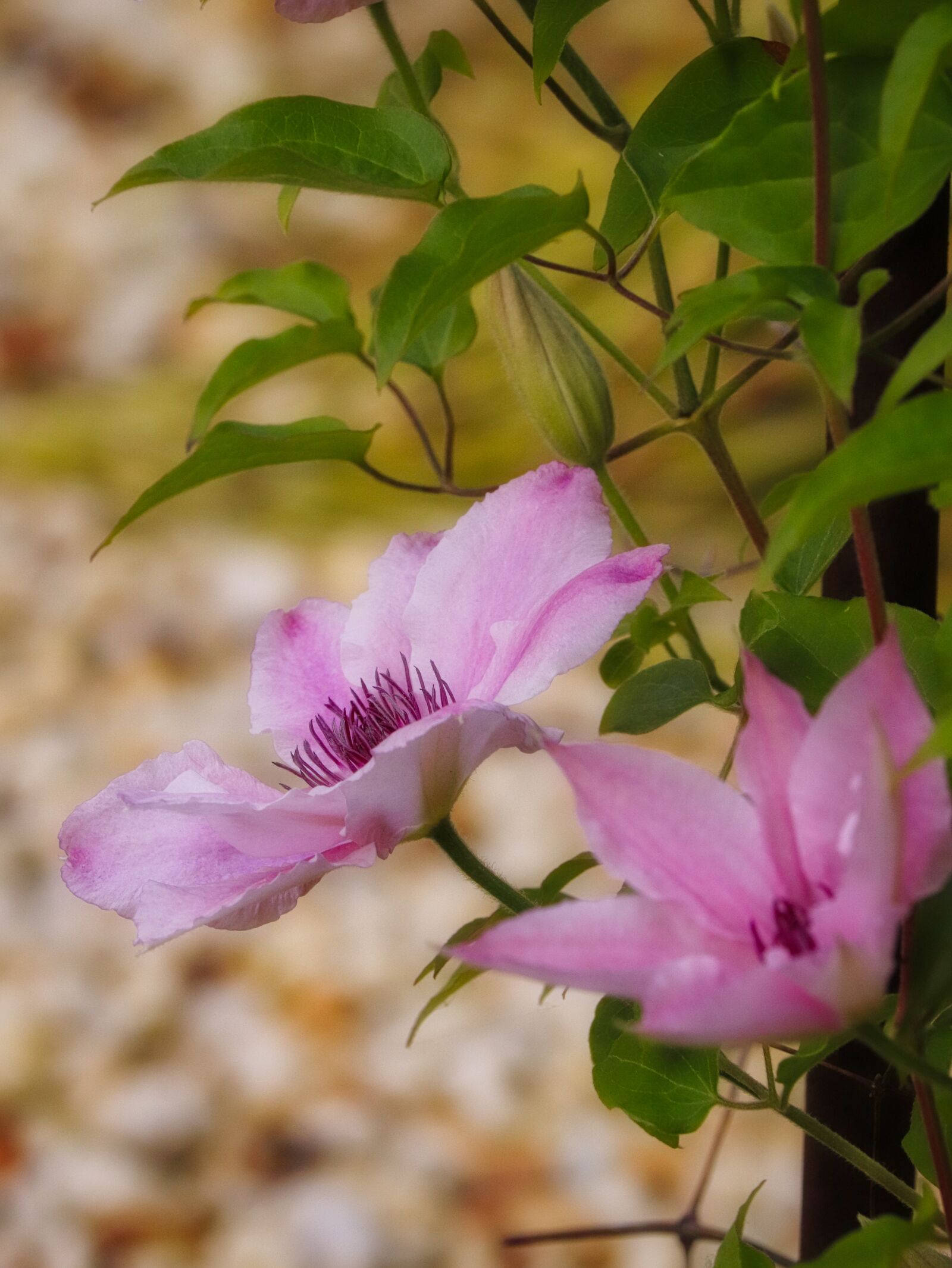 Canon EOS 200D (EOS Rebel SL2 / EOS Kiss X9) sample photo. Clematis, pink, flower photography