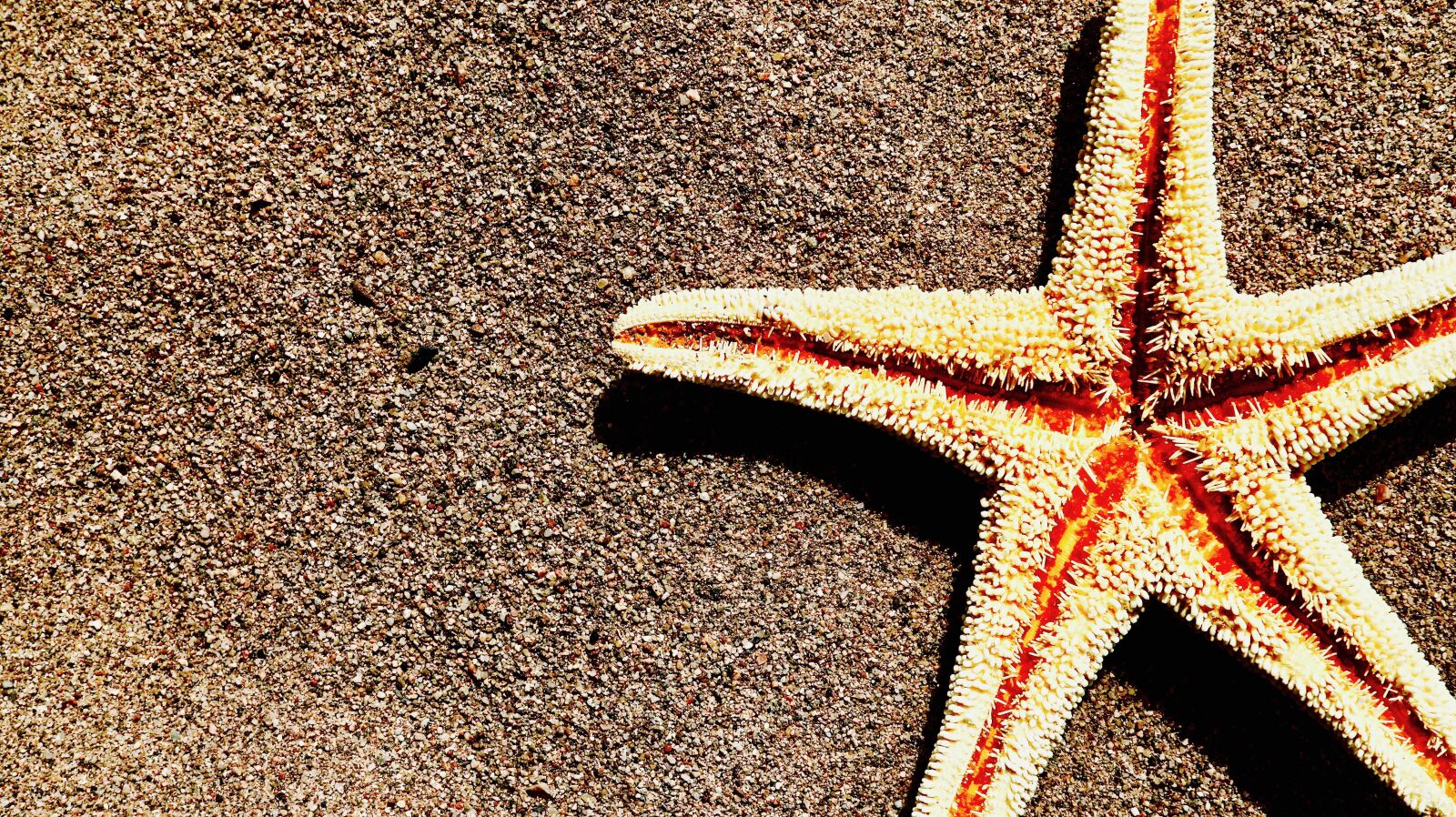 Canon 24-70mm F2.8 DG OS HSM | Art 017 sample photo. Sand, starfish, beach photography