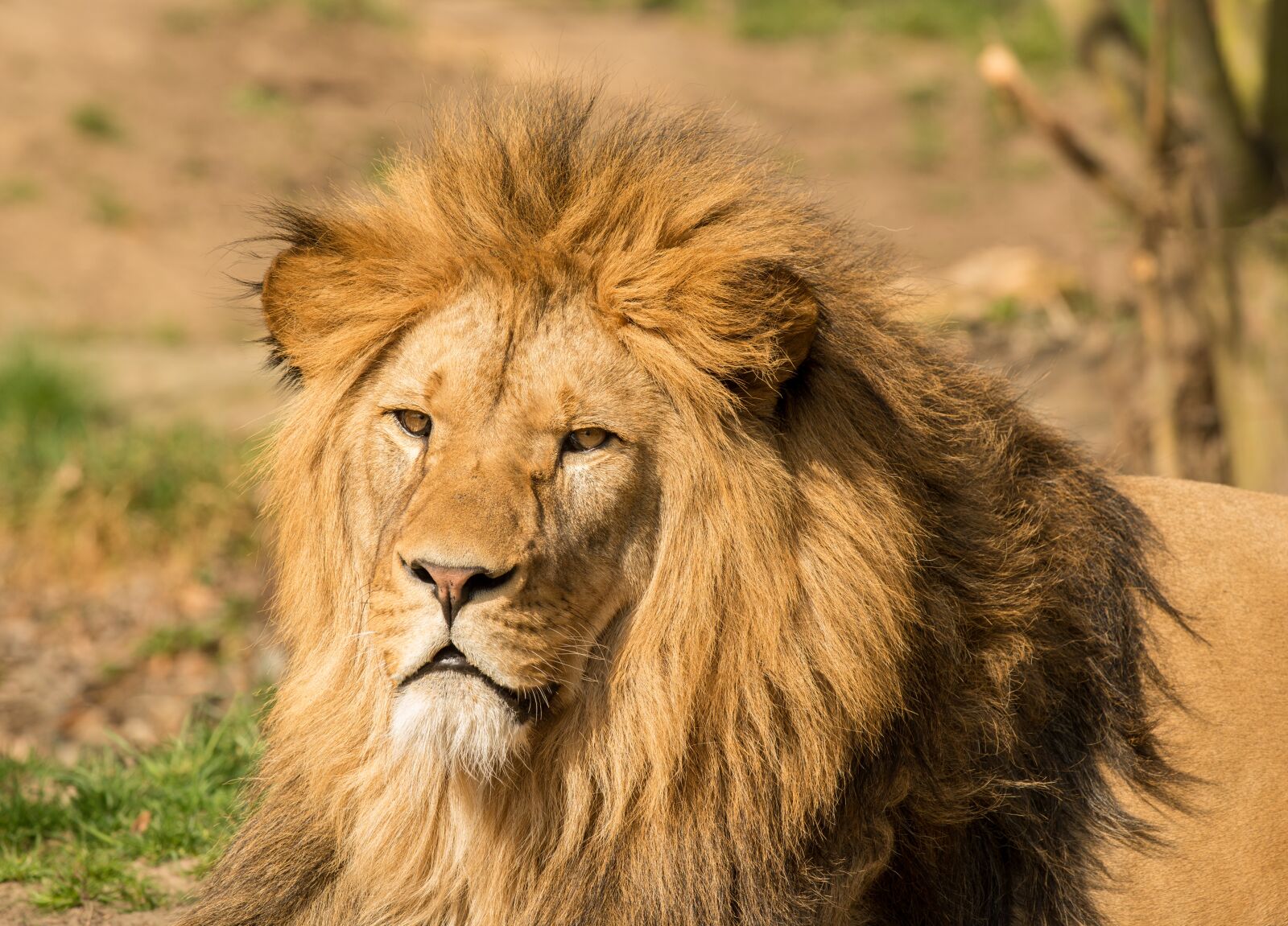 Nikon D800E sample photo. The lion, portrait, male photography