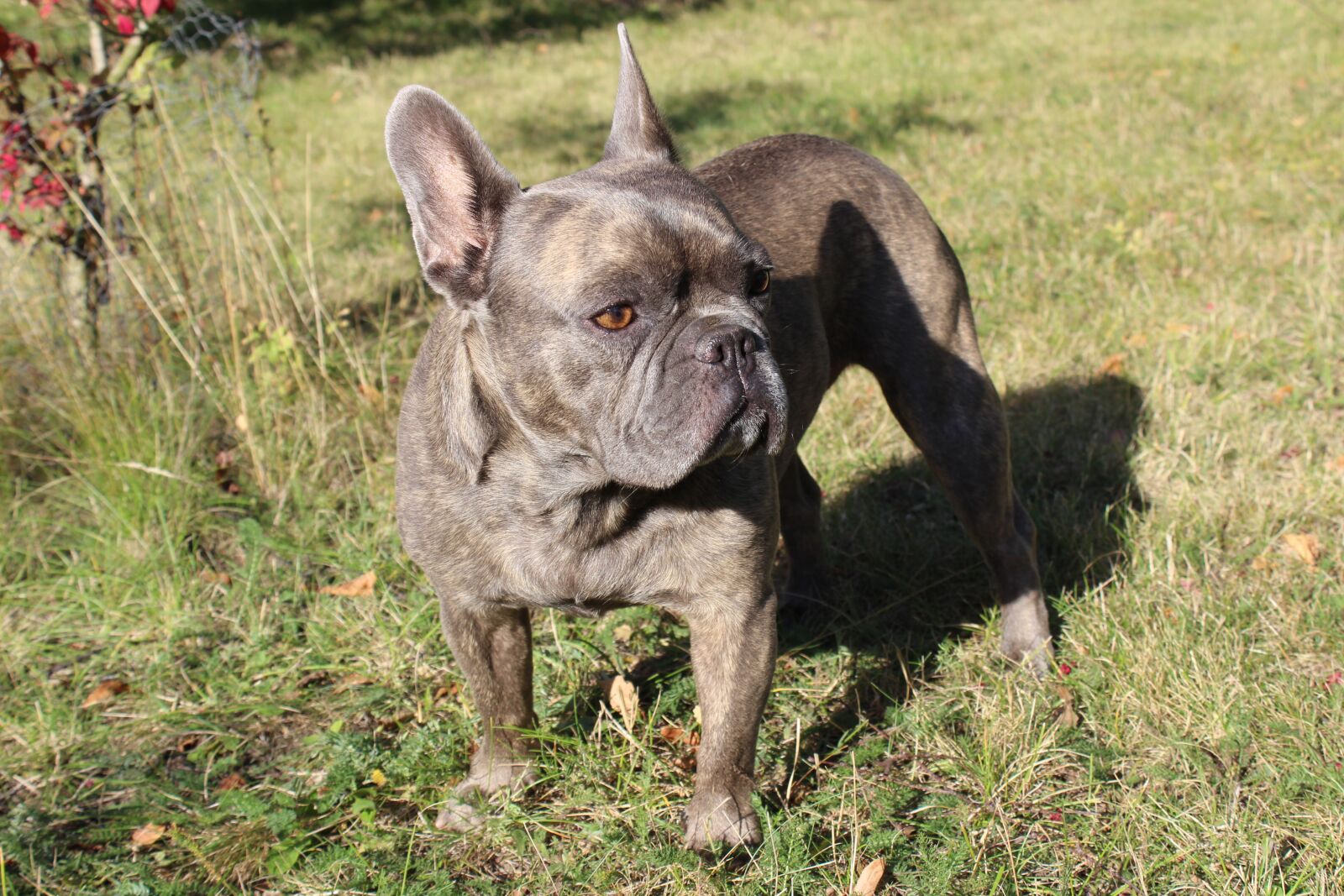 Canon EOS 600D (Rebel EOS T3i / EOS Kiss X5) sample photo. French bulldog, ears, view photography