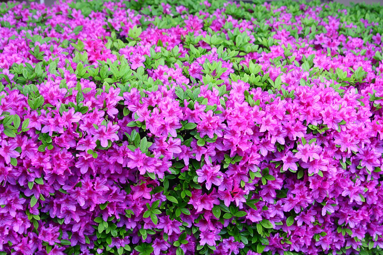Canon EOS 40D sample photo. Azalea, flowers, plants photography