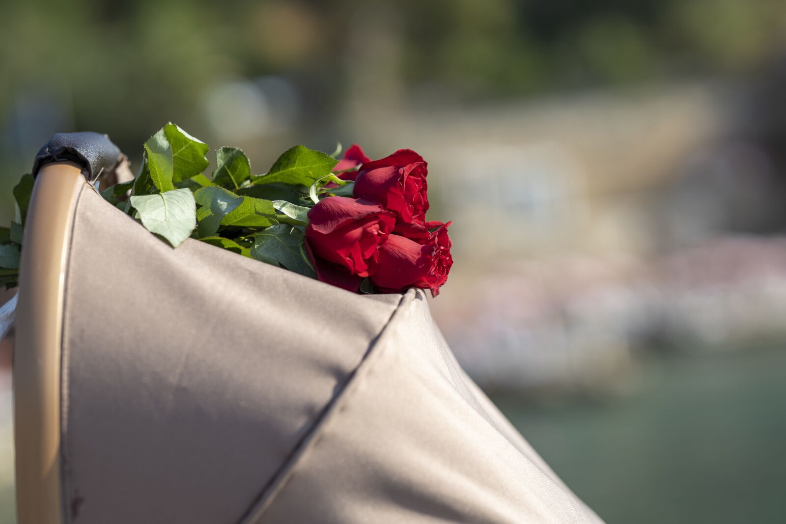 Canon RF 85mm F1.2L USM sample photo. Flower, rose, gift photography
