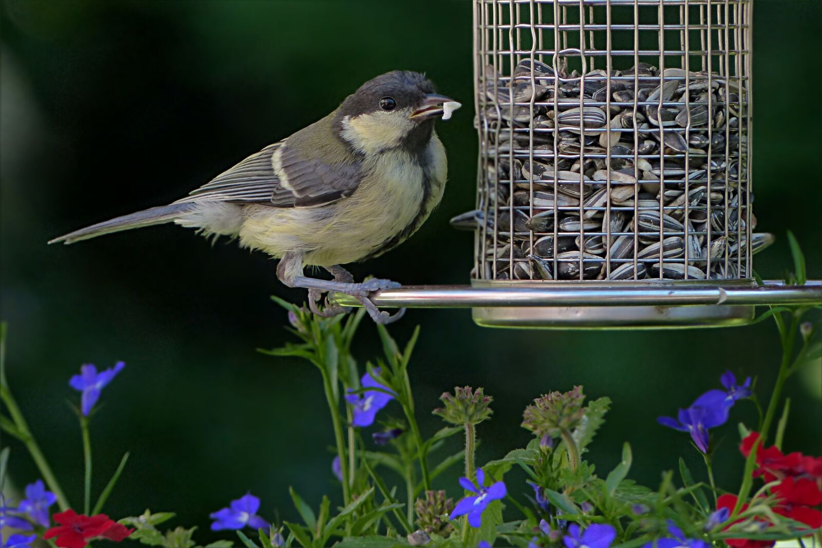 Panasonic Lumix DMC-FZ200 sample photo. Bird, tit, parus major photography