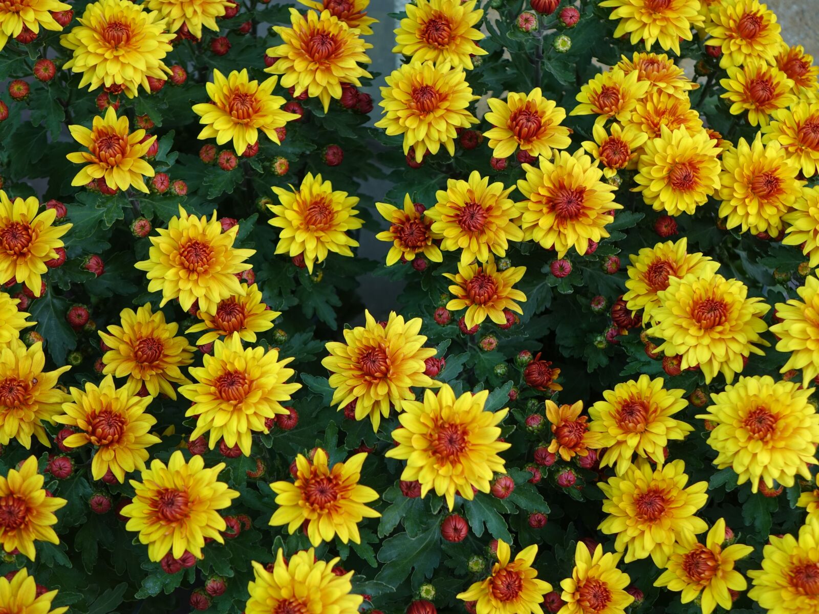 Sony Cyber-shot DSC-RX10 sample photo. Small chrysanthemum, yellow, upward photography