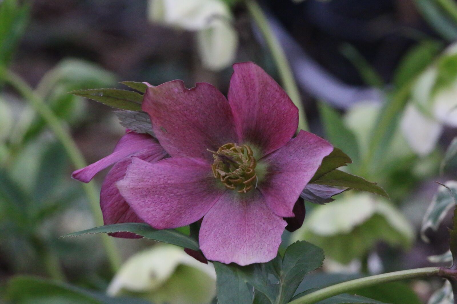 Canon EOS 70D + Canon EF 70-300 F4-5.6 IS II USM sample photo. Hellebore, pink christmas, flower photography