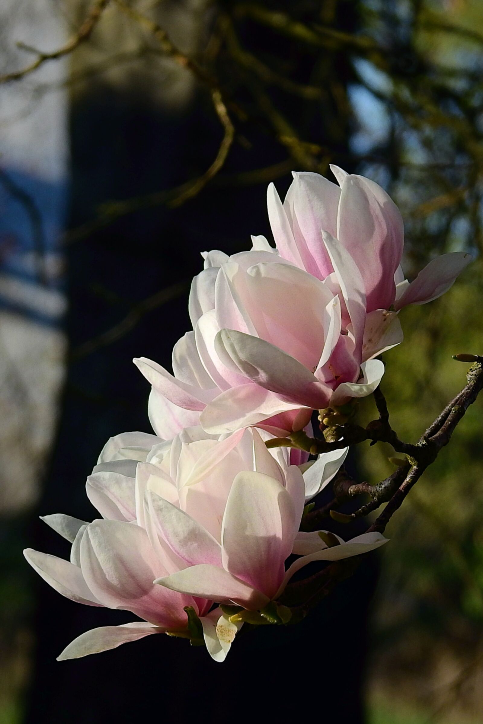 Nikon Coolpix P900 sample photo. Flower, nature, plant photography
