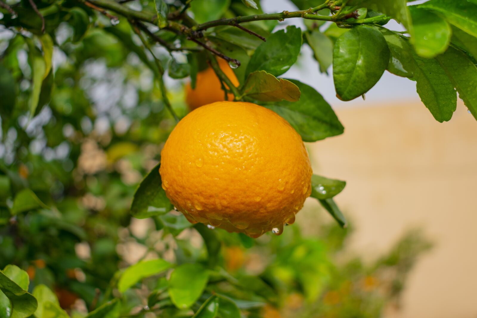 Nikon D3400 sample photo. Orange, outdoors, landscape photography