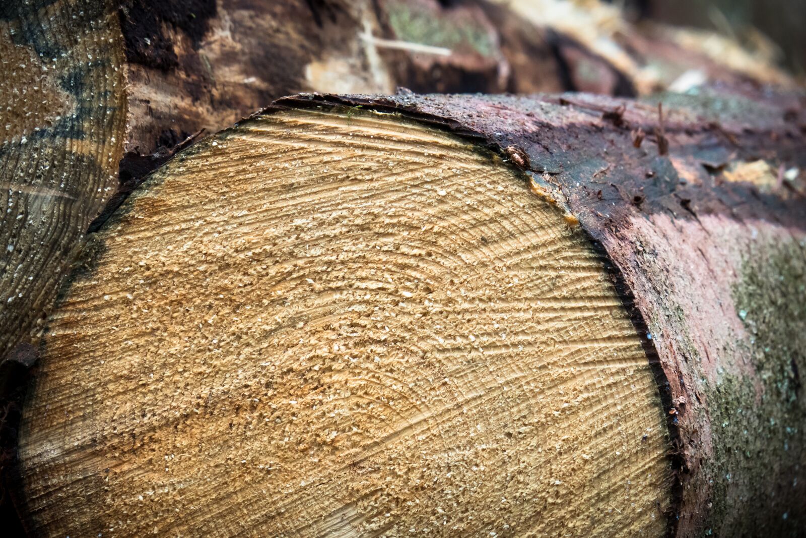 Canon PowerShot G3 X sample photo. Wood, log, forestry photography