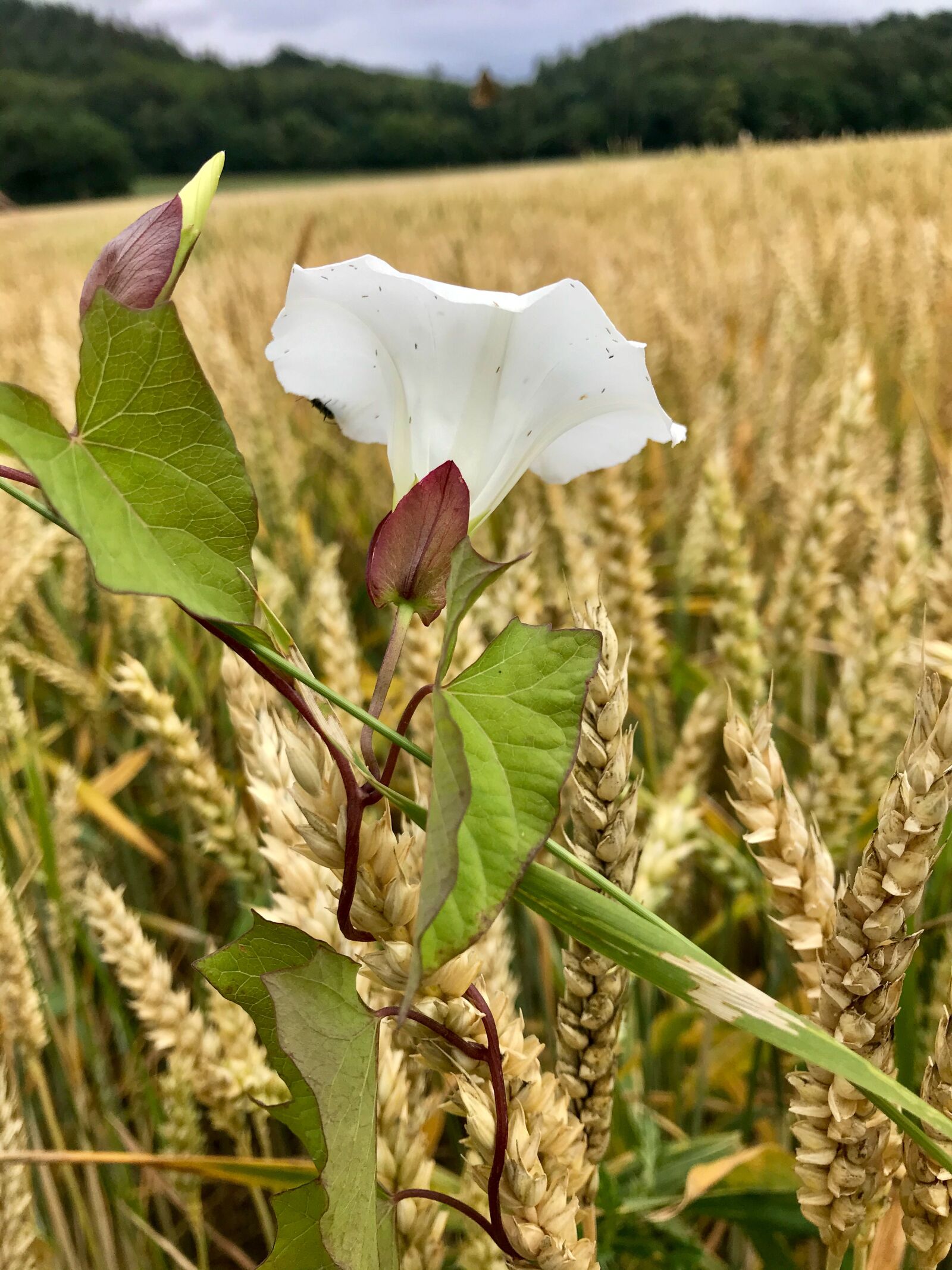 iPhone 7 back camera 3.99mm f/1.8 sample photo. Bindweed, maria laach, eifel photography