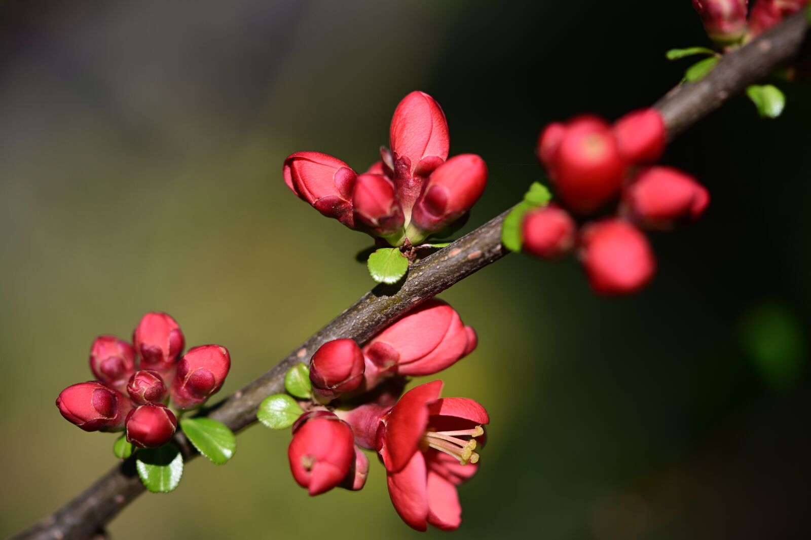 Nikon Z6 sample photo. Ornamental quince, red, bush photography