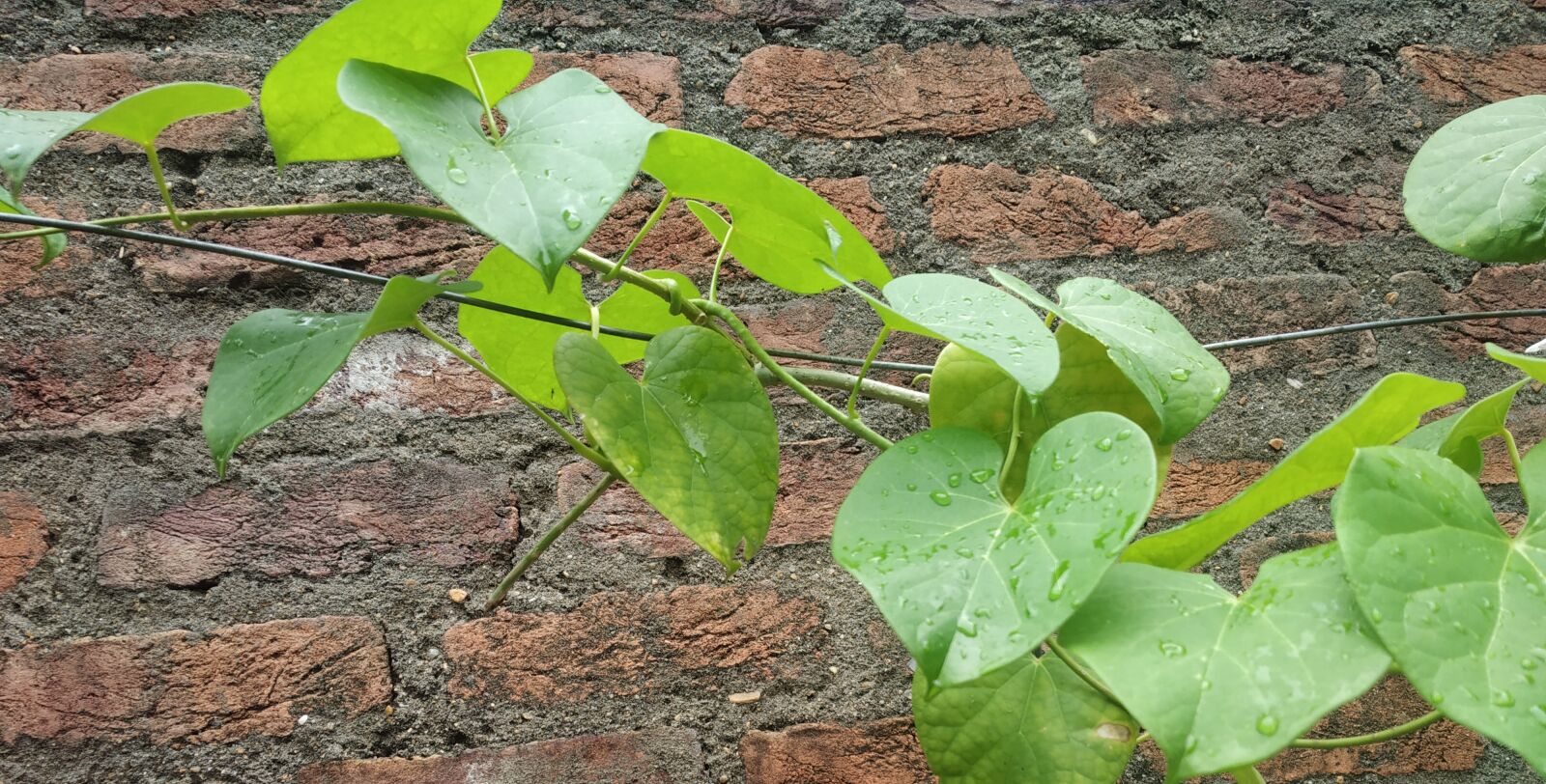 Xiaomi Redmi Note 5 Pro sample photo. Tinospora, tinospora wine, tinospora photography