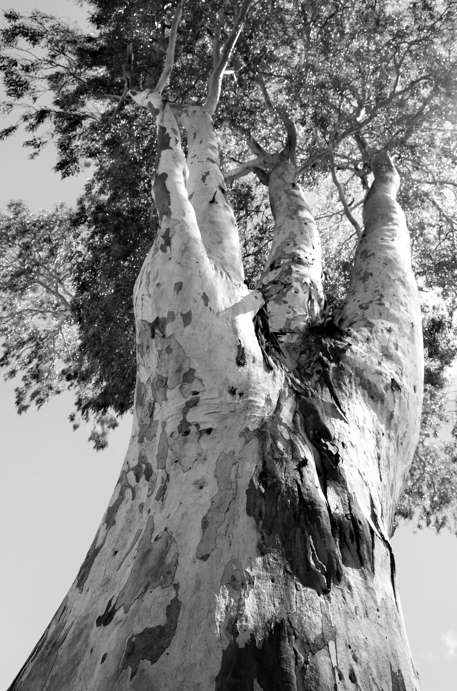 Nikon D5100 sample photo. Victoria, australia, mount buller photography