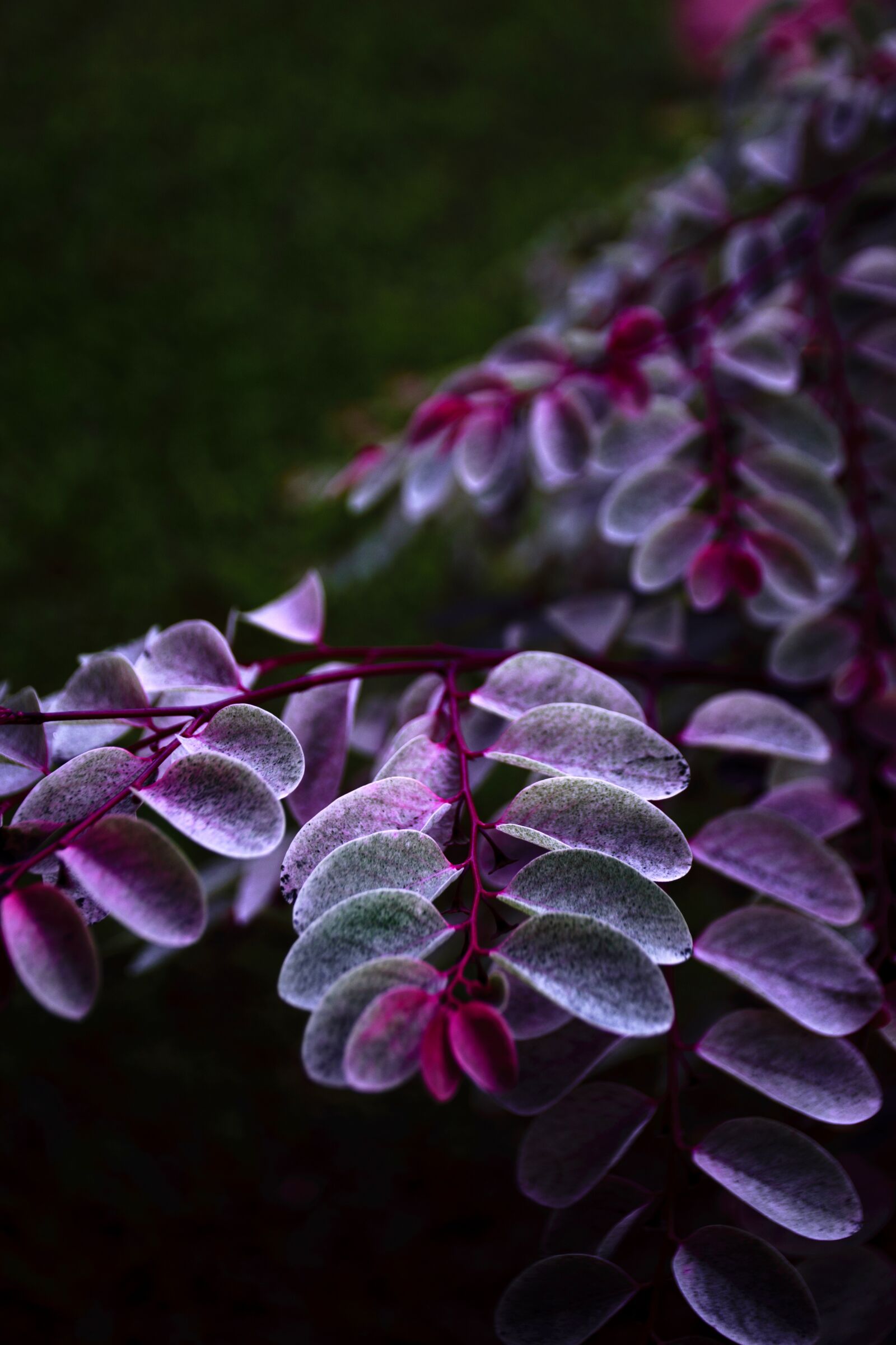 Nikon D5300 sample photo. Garden, purple, exotic photography