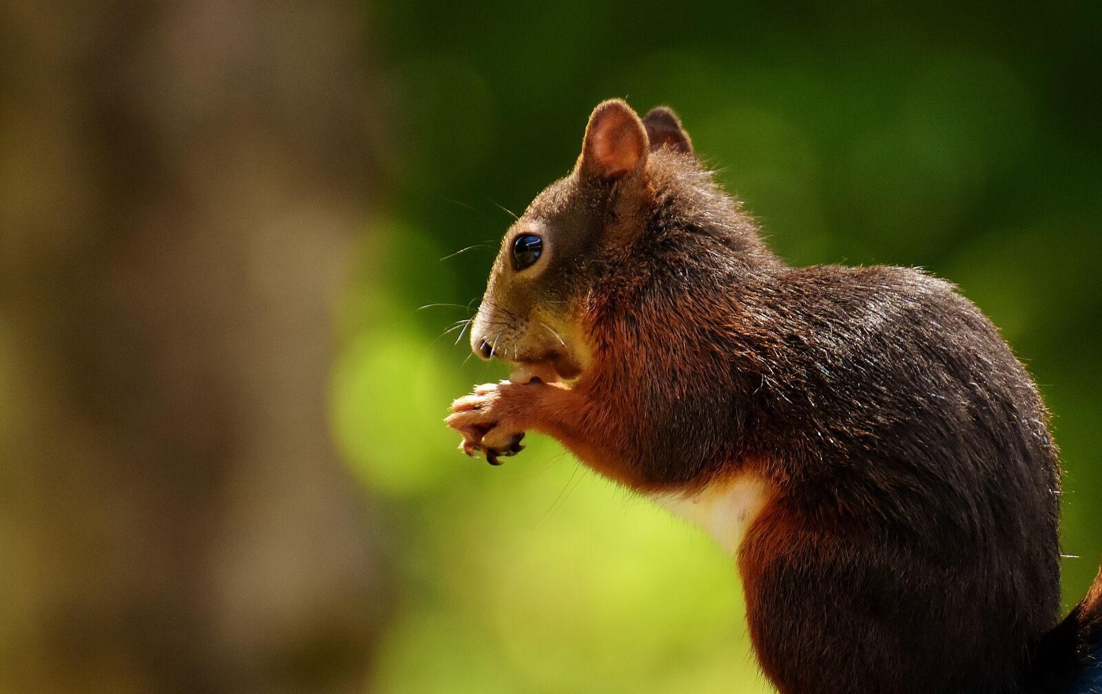 Nikon D7200 sample photo. Squirrel, nager, garden photography