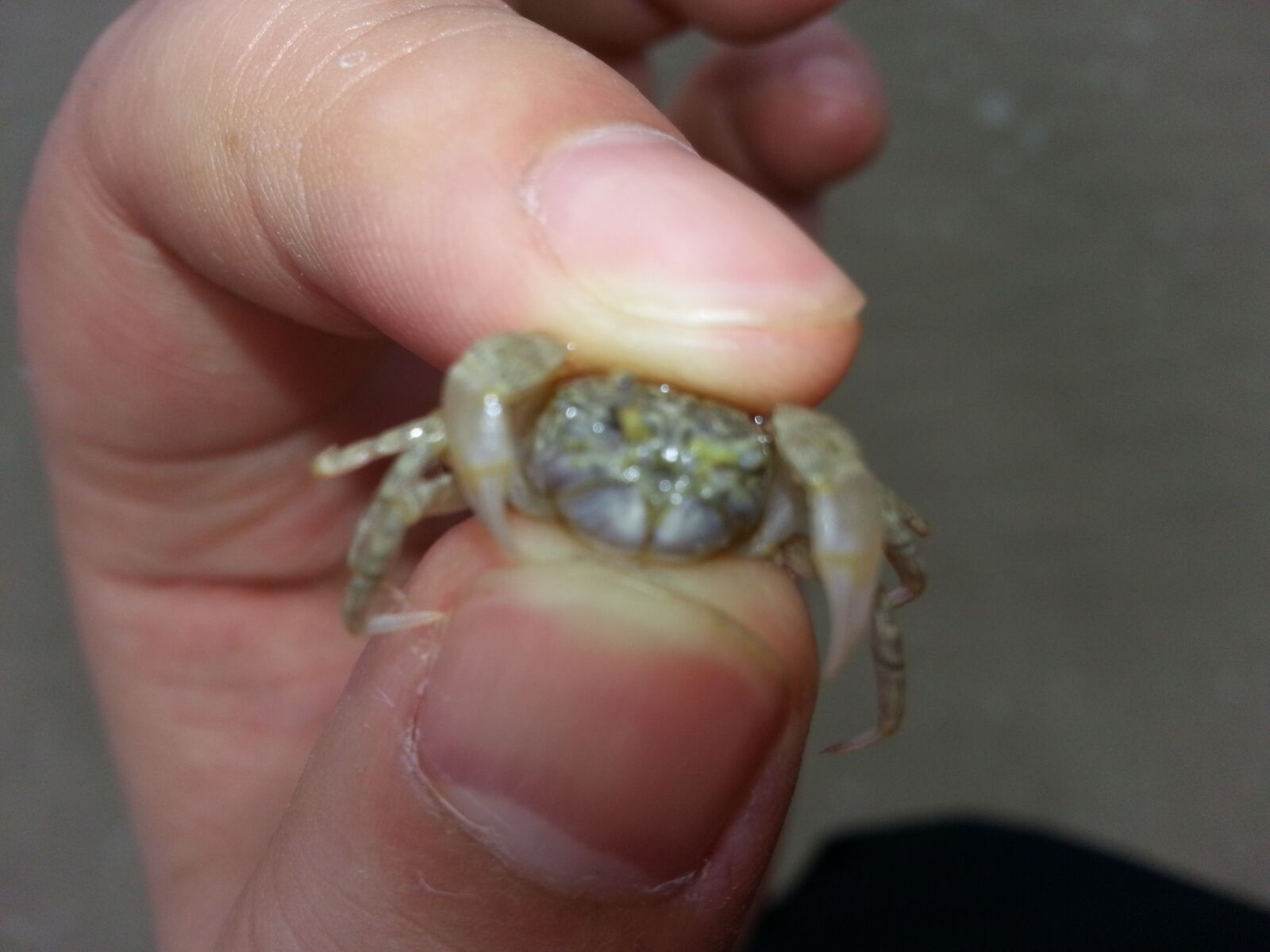 Samsung Galaxy S3 sample photo. Hermit crab, north sea photography