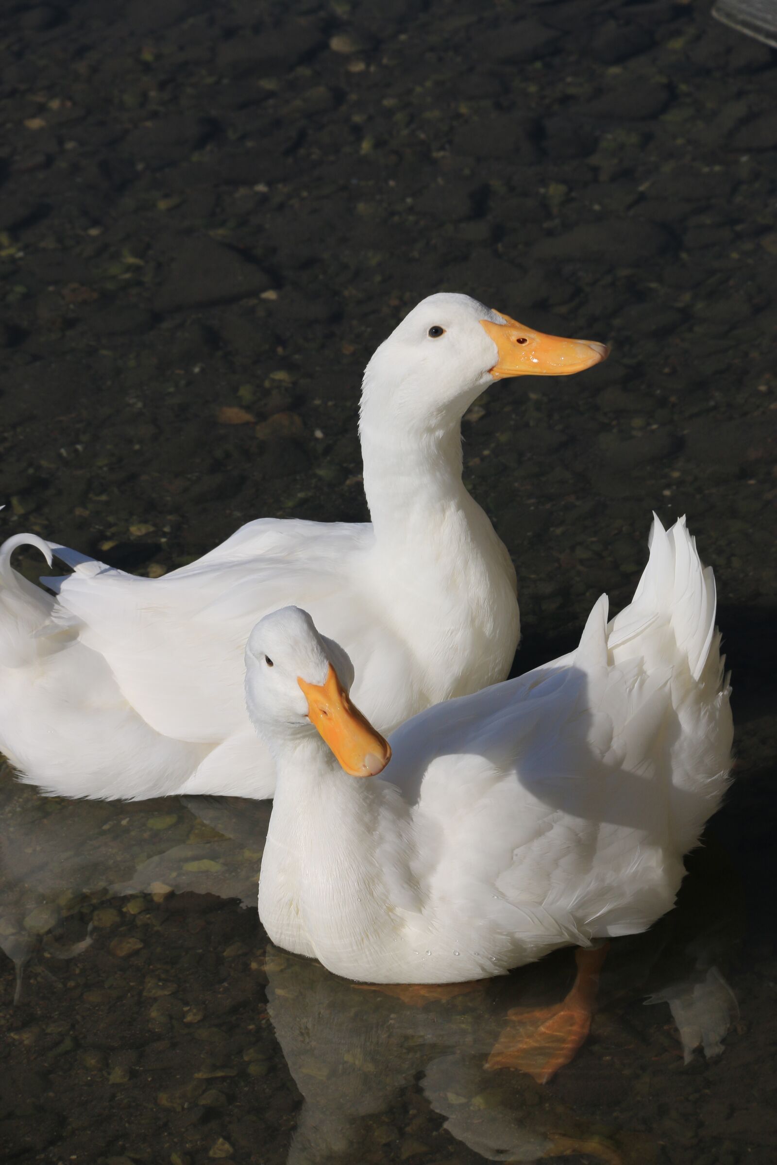 Canon EF-S 18-135mm F3.5-5.6 IS sample photo. Duck, marine, bird photography