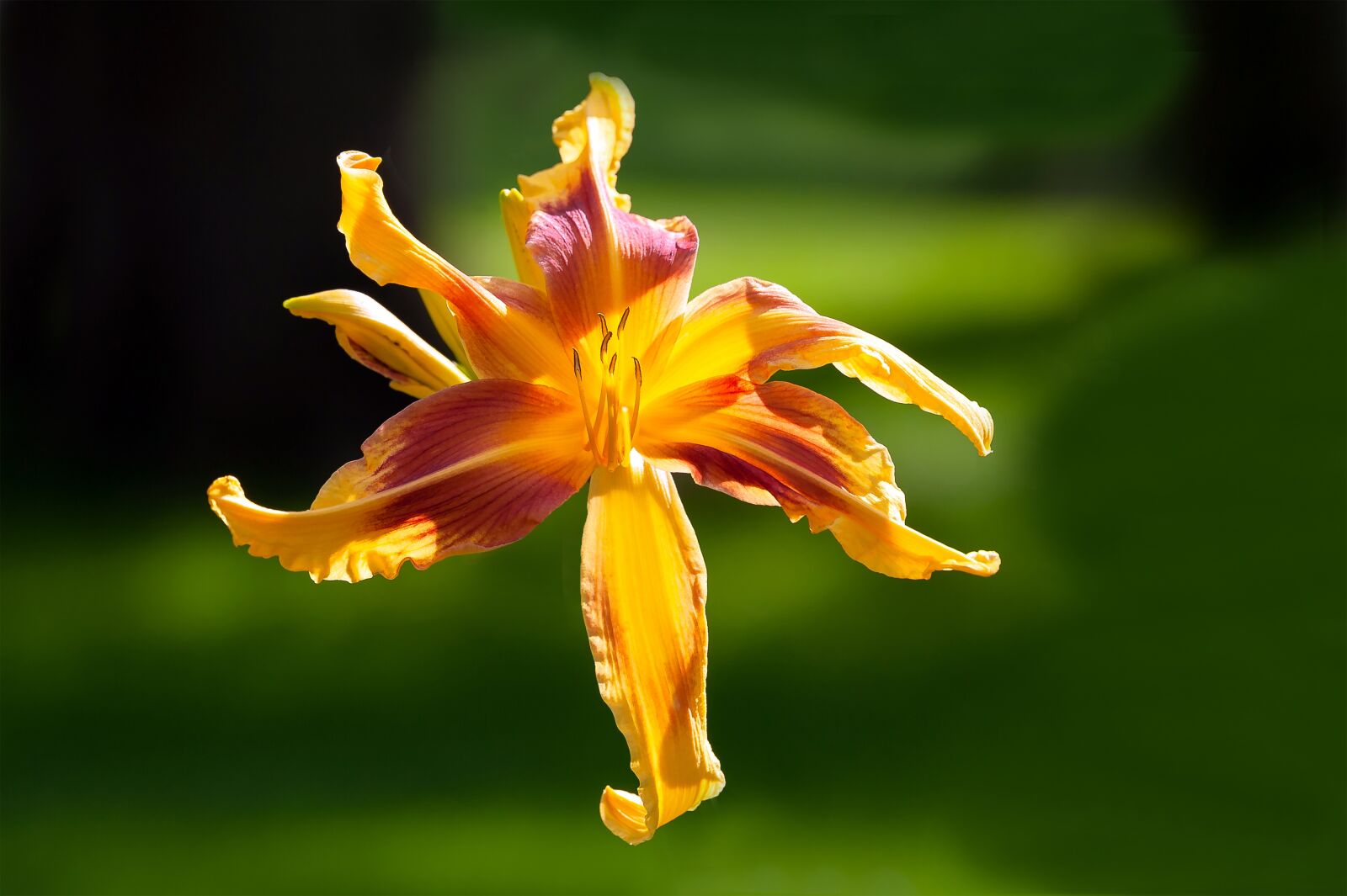 Tamron SP 70-200mm F2.8 Di VC USD sample photo. Flower, nature, hemerocallis photography