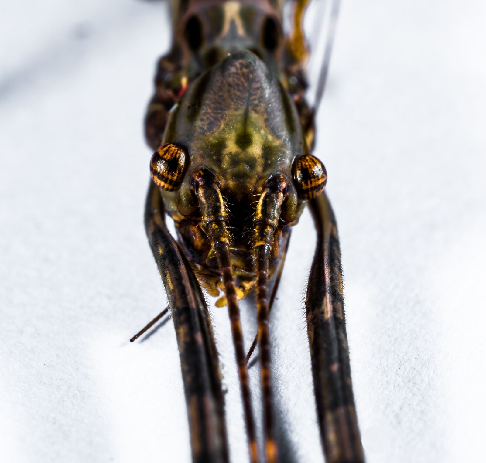 Nikon D5200 sample photo. Stick insect, ghost insect photography
