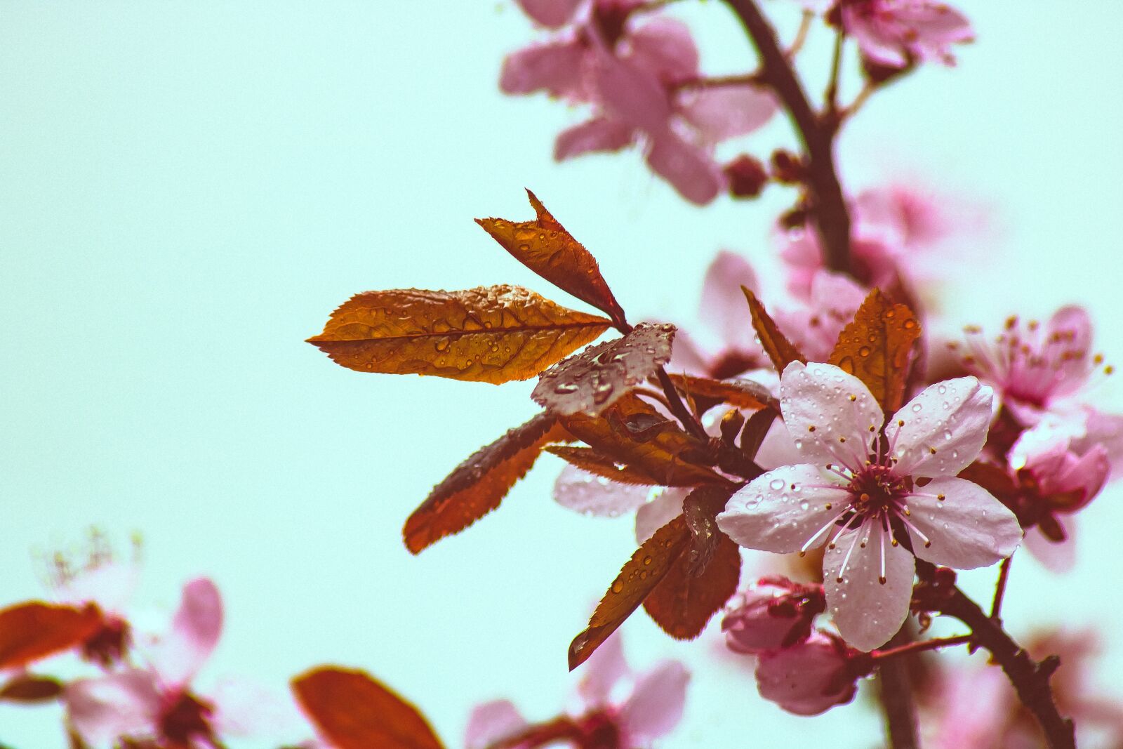 Canon EOS 750D (EOS Rebel T6i / EOS Kiss X8i) sample photo. Copper beech, spring, bloom photography