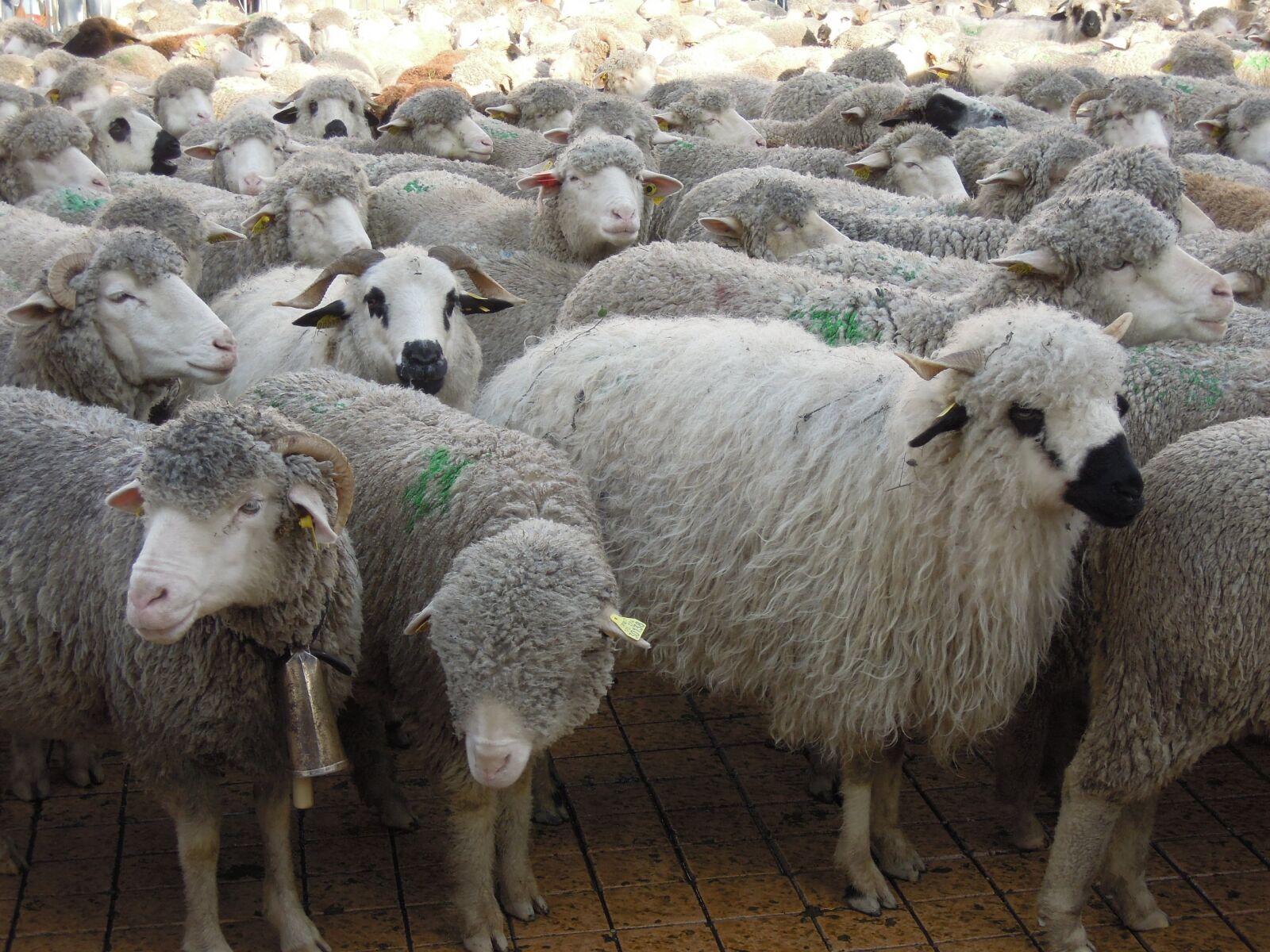Nikon Coolpix P300 sample photo. Transhumance, sheep, herds photography
