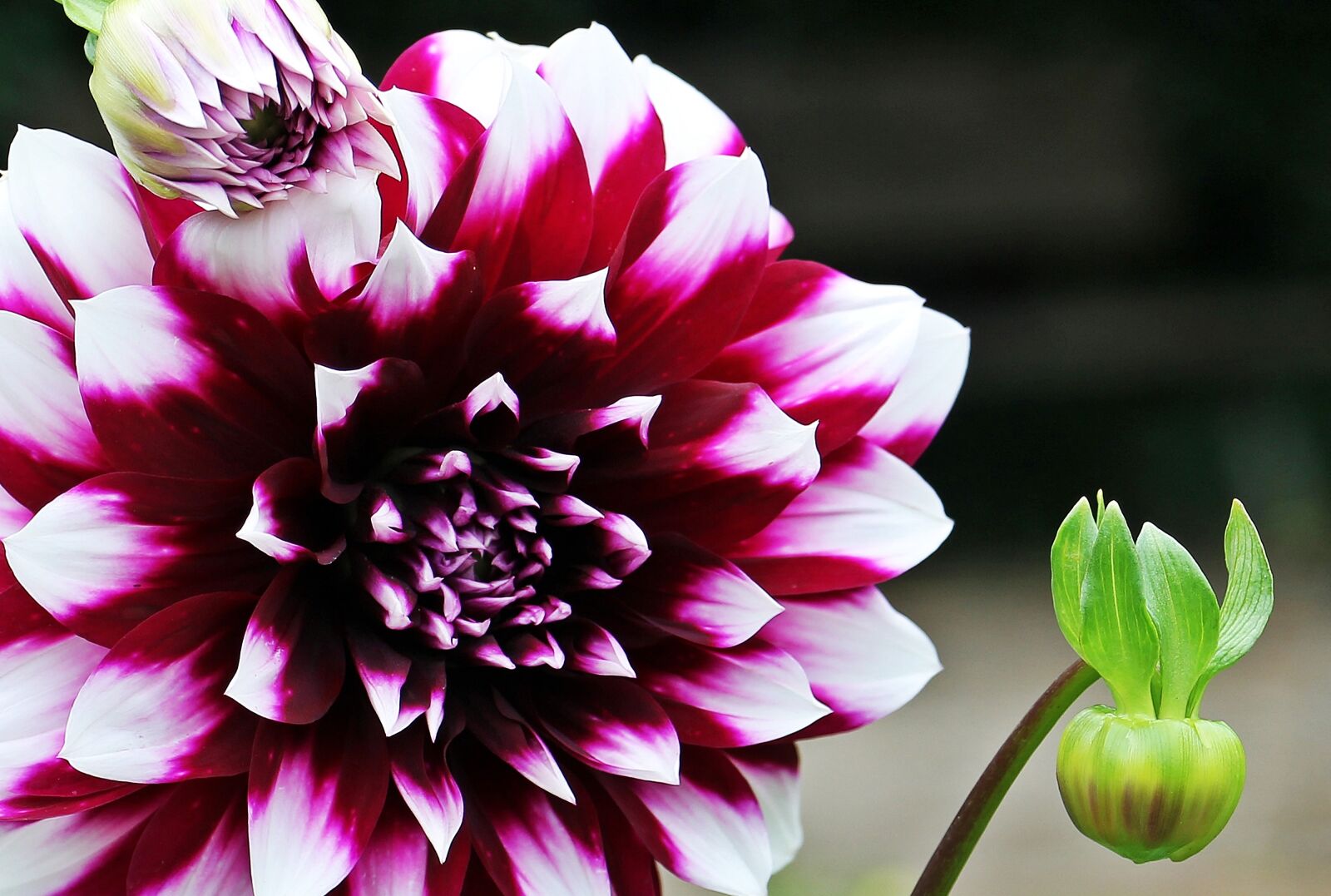 Canon EOS 550D (EOS Rebel T2i / EOS Kiss X4) sample photo. Dahlia, georgine, flower photography