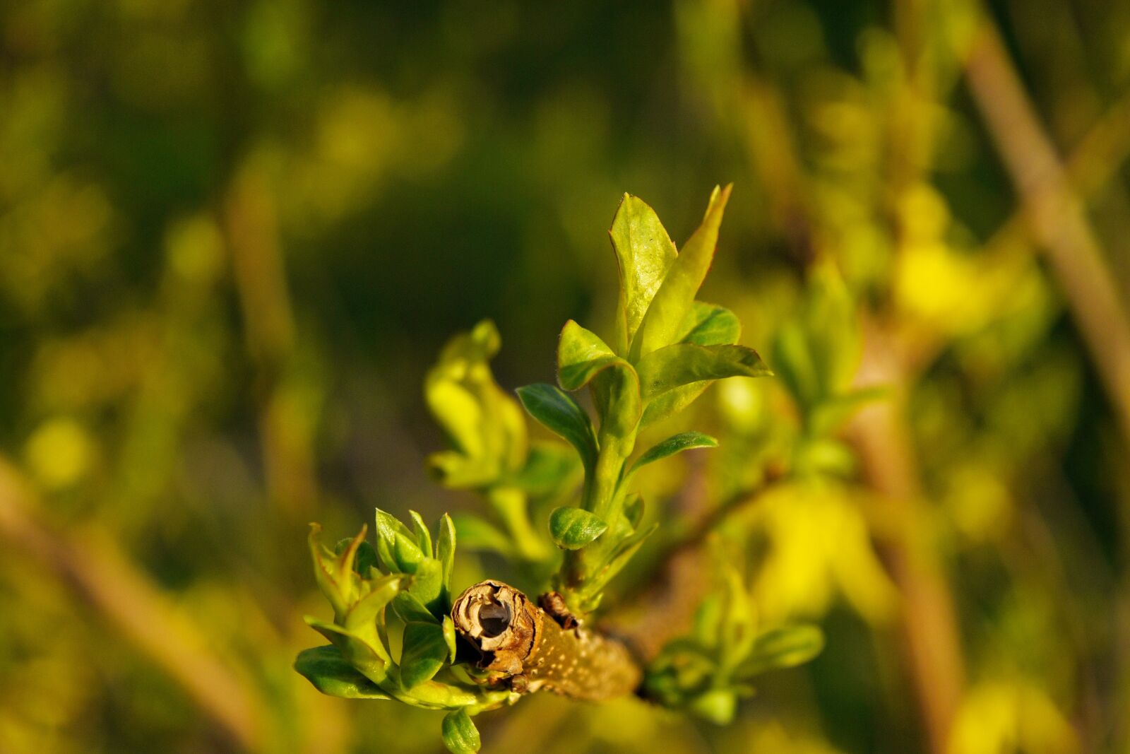Nikon D5500 sample photo. Field, herb, plant, nature photography