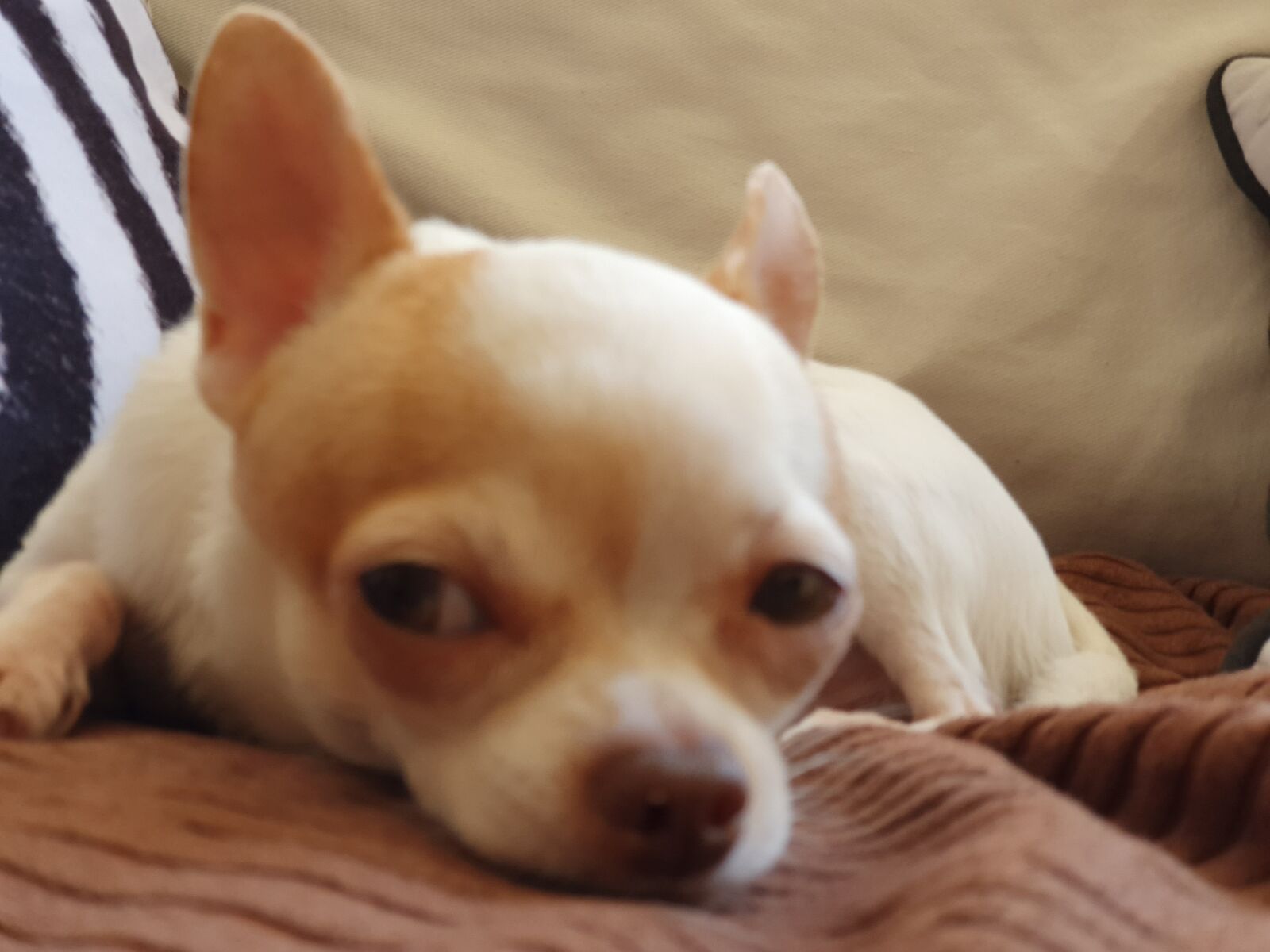 Samsung Galaxy S10+ sample photo. Dog, chihuahua, animal photography