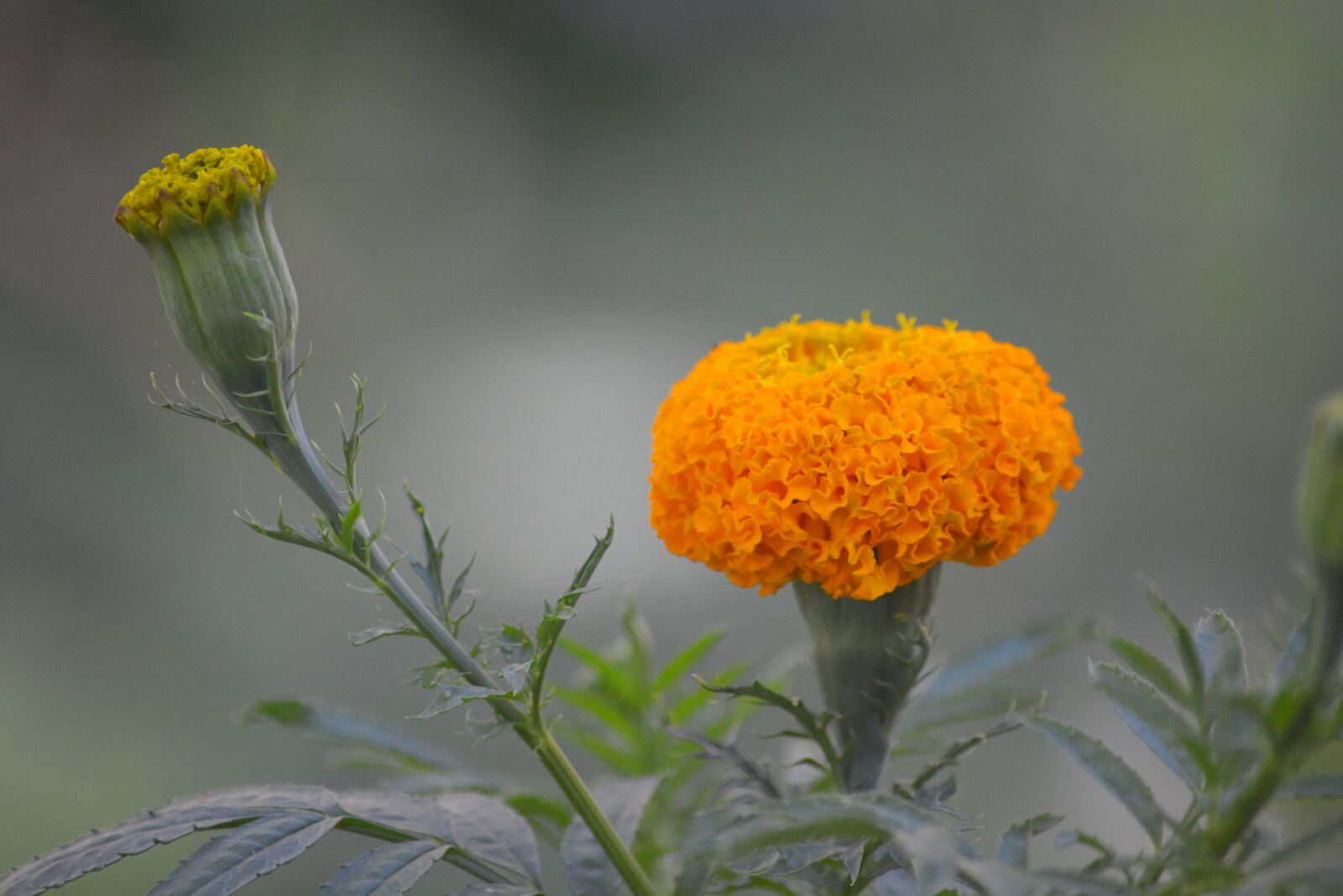 Nikon D7100 sample photo