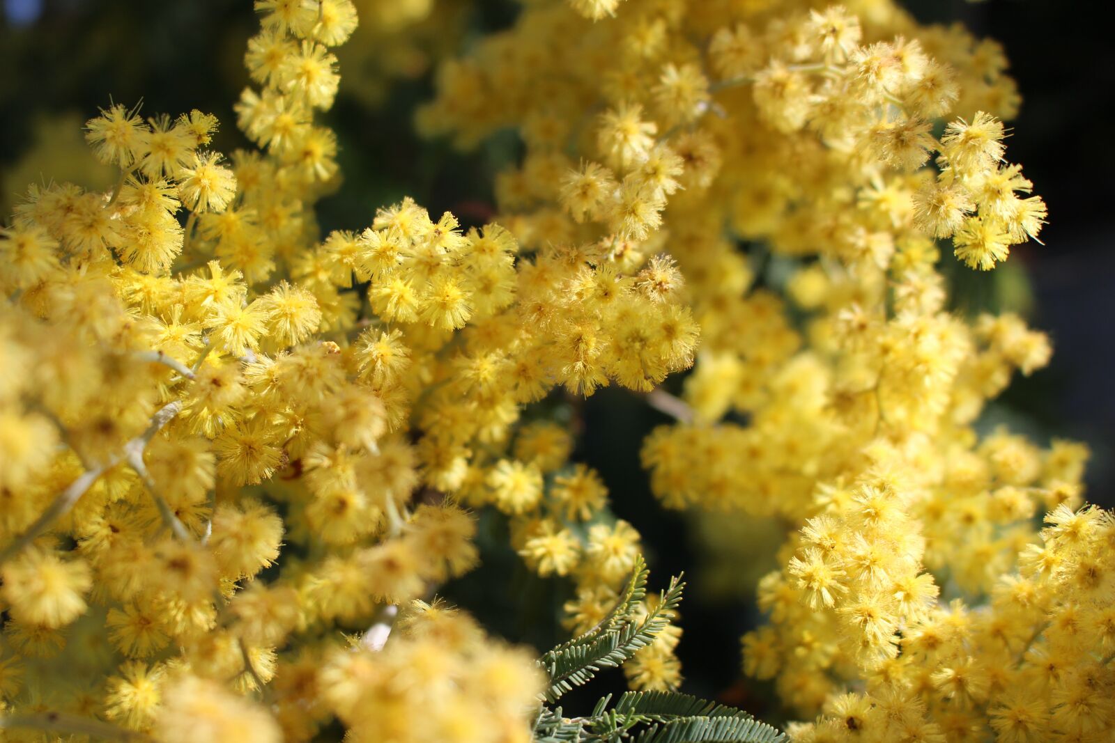 Canon EOS 100D (EOS Rebel SL1 / EOS Kiss X7) sample photo. Flower, nature, plant photography