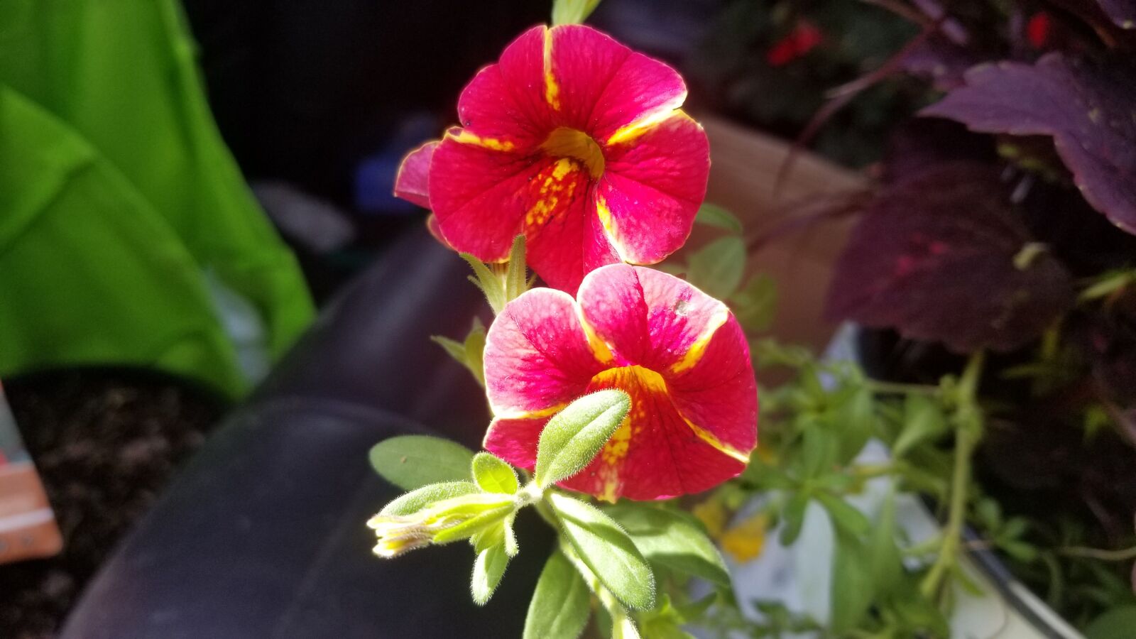 Samsung Galaxy S8 sample photo. Flower, red flower, bloom photography