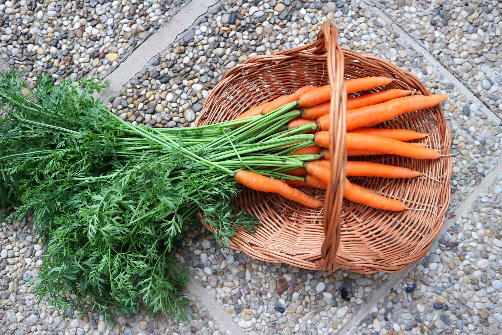 Canon EOS M10 sample photo. Carrots, vegetables, beets photography