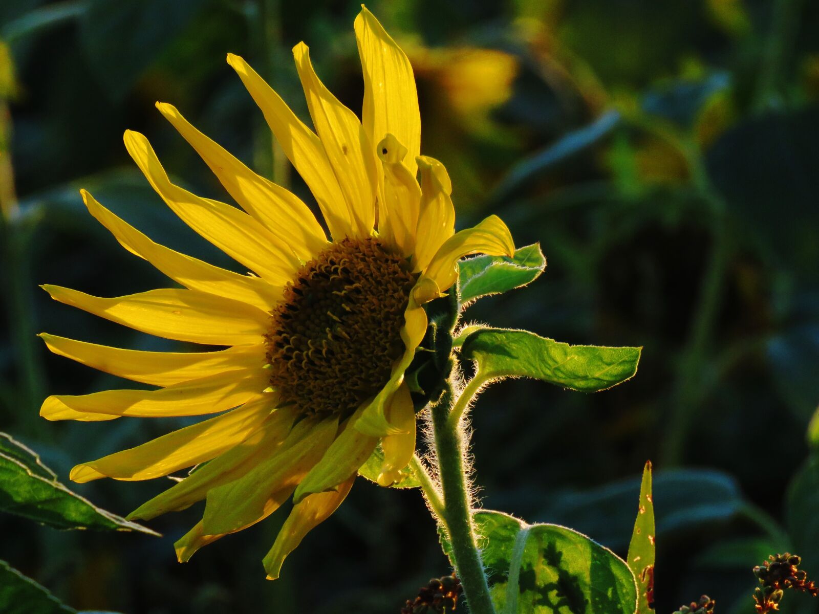Canon PowerShot SX60 HS sample photo. Sunflower, yellow, blossom photography