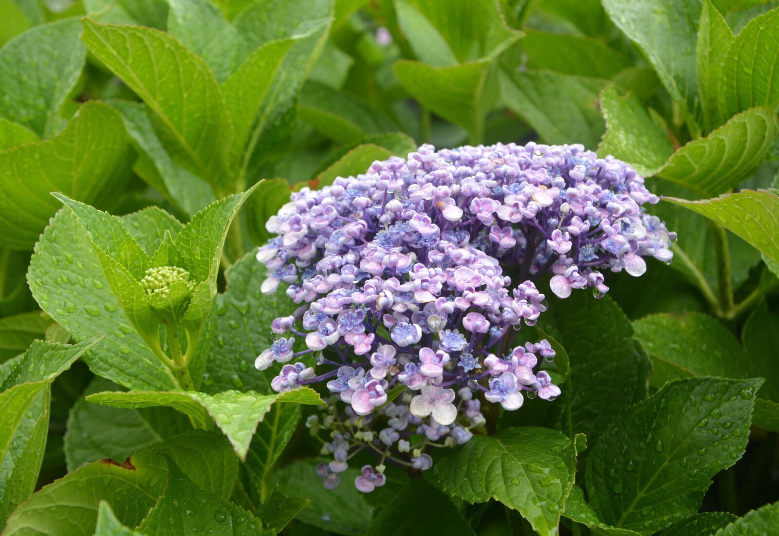 Nikon D5200 sample photo. Hydrangea, blue, flower photography