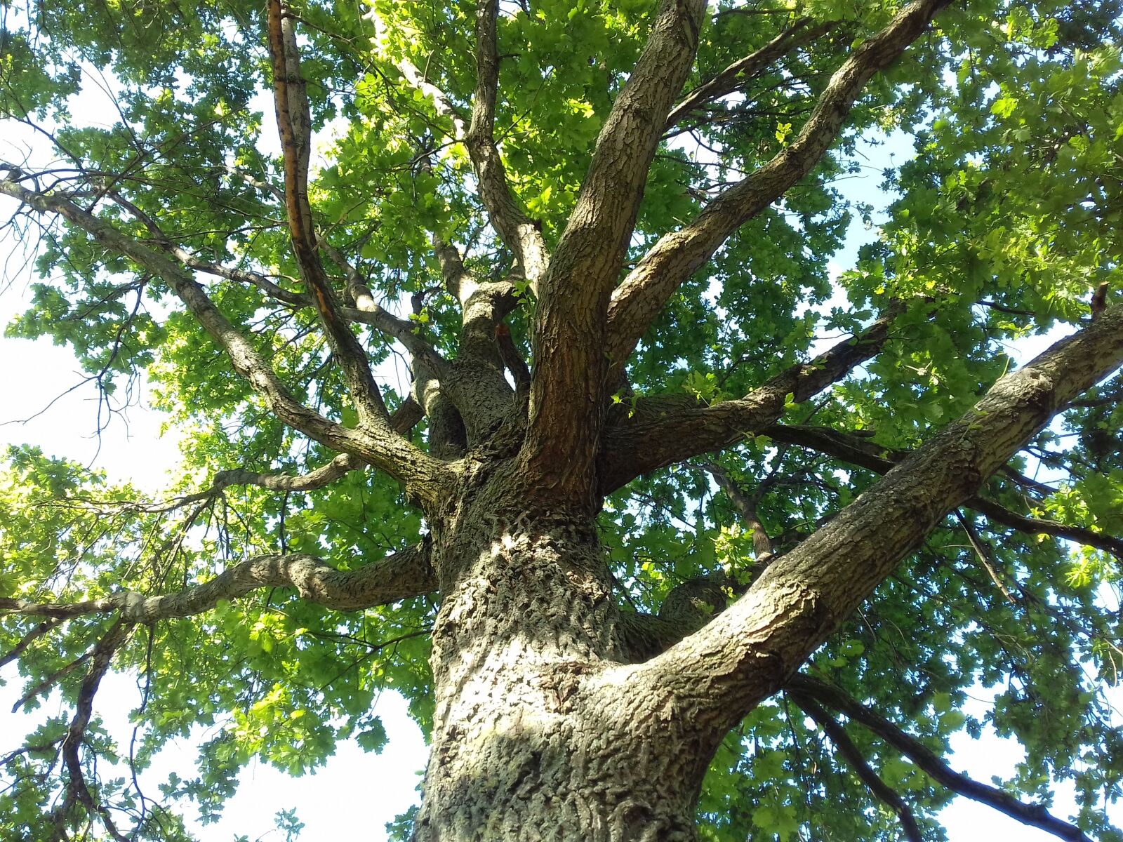 Samsung Galaxy J3(2016) sample photo. Tree, bark, oak photography
