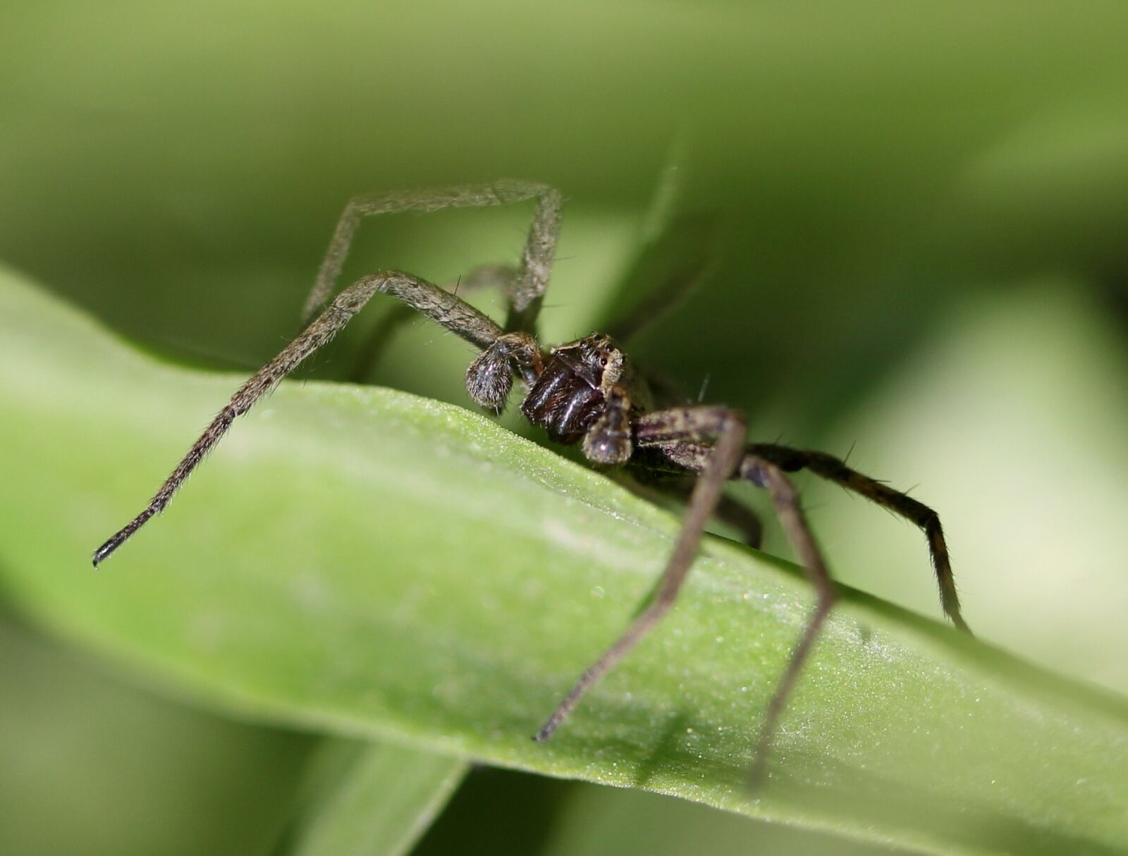 Canon EF-S 60mm F2.8 Macro USM sample photo. Spider, arachnid, gray photography