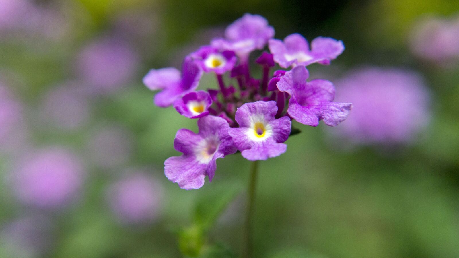 Sony SLT-A57 sample photo. Flower, purple, bloom photography