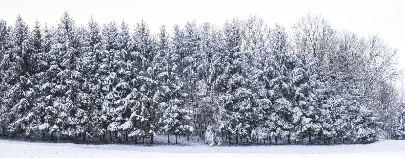 Sony a6300 sample photo. Trees, snow, christmas photography