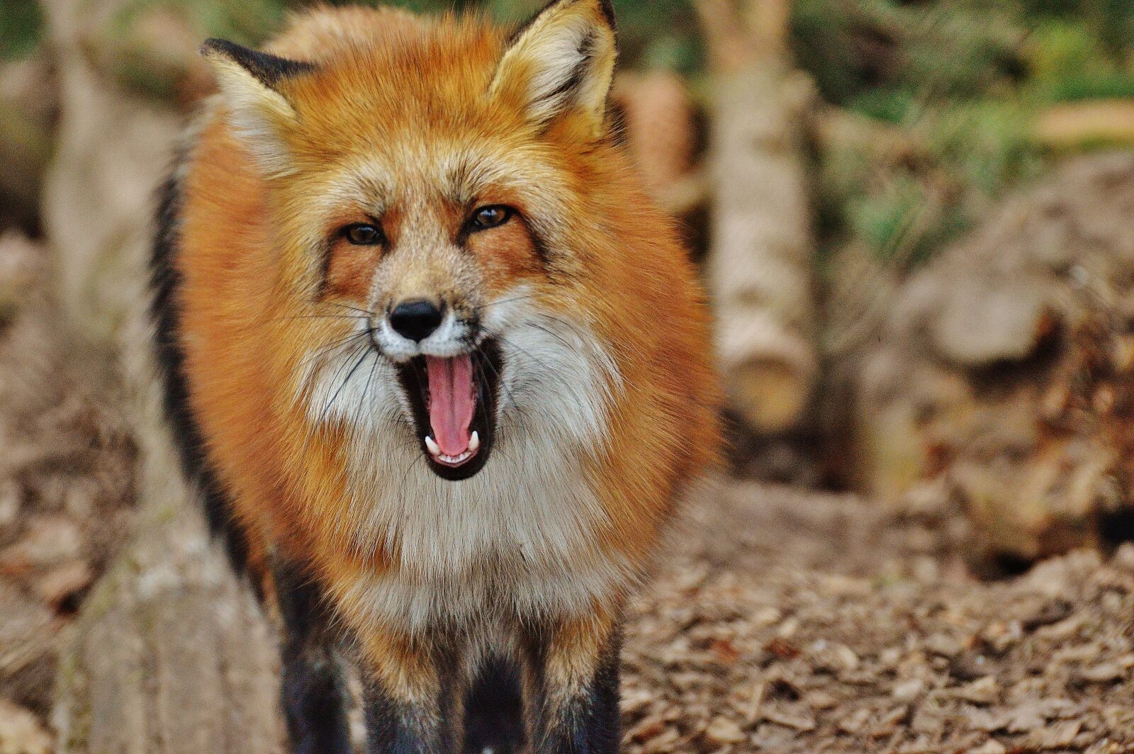 Nikon D3200 sample photo. Fuchs, wildpark poing, animal photography