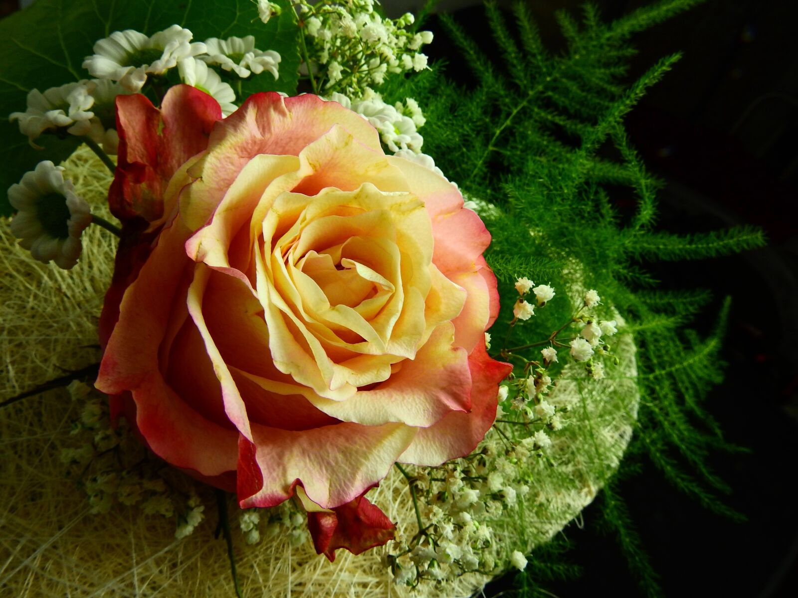 Nikon Coolpix P900 sample photo. Heart, rose, love photography