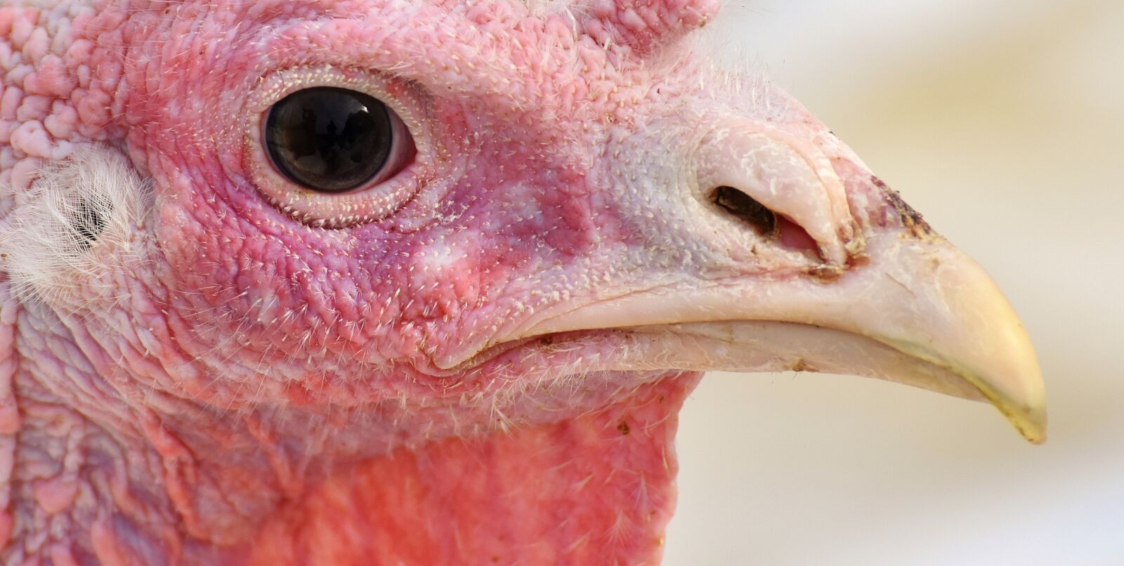 Nikon D7200 sample photo. Turkeys, birds, poultry photography