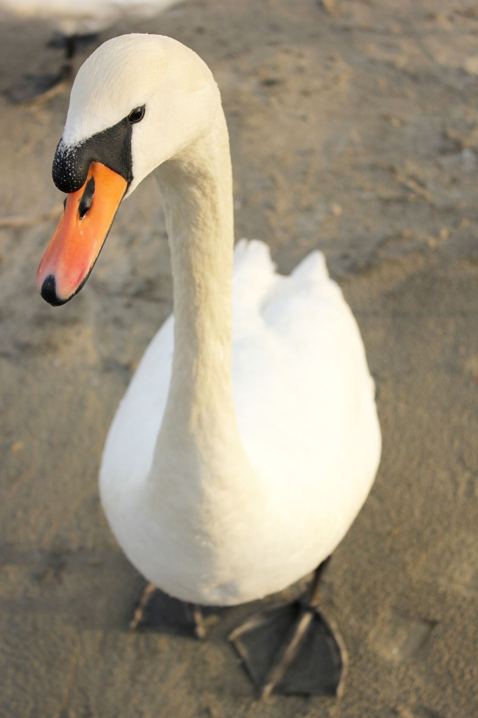 Canon EOS 550D (EOS Rebel T2i / EOS Kiss X4) sample photo. Swan, bird, nature photography