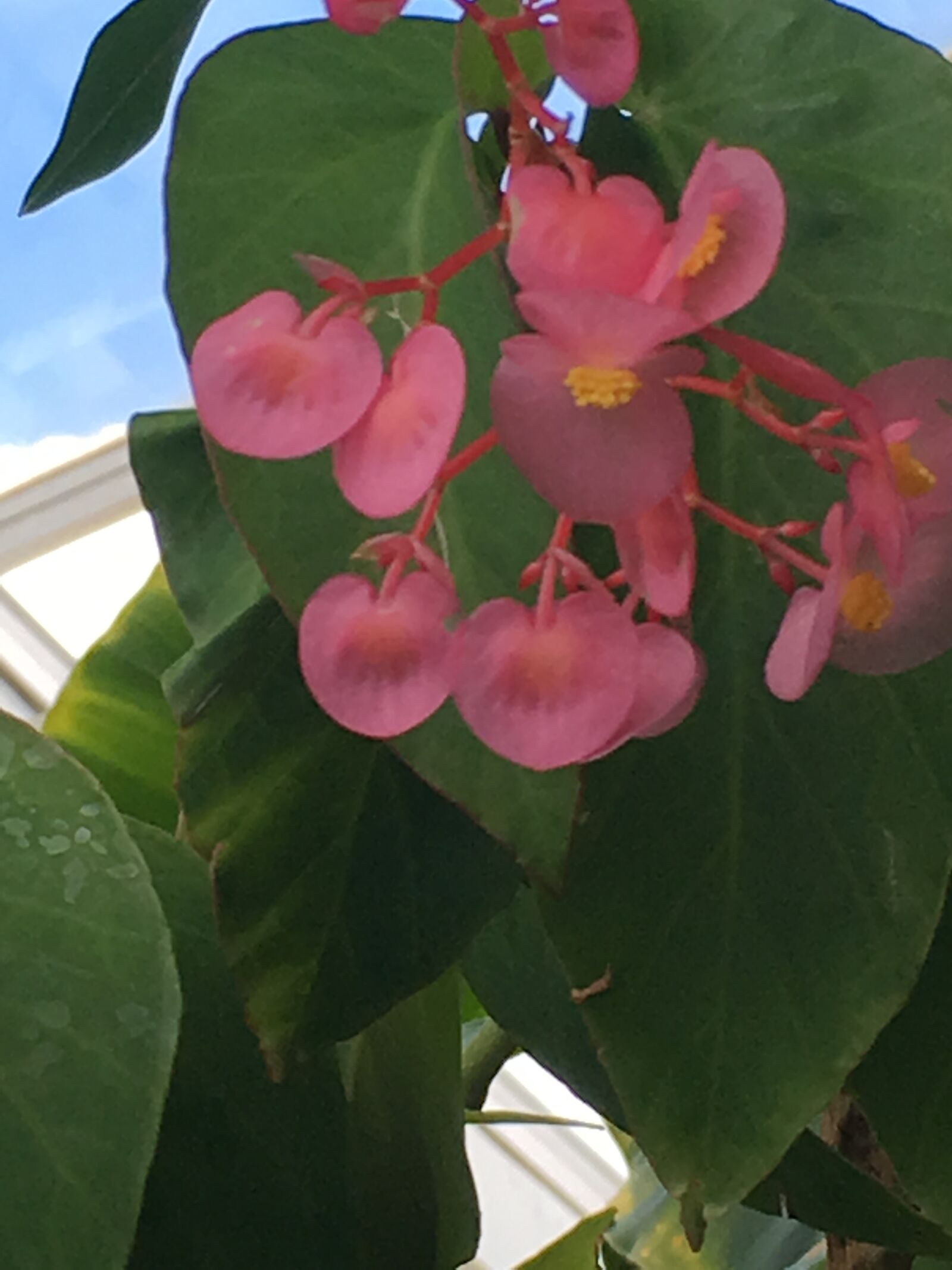 Apple iPhone 6s sample photo. Plants, flower, bloom photography