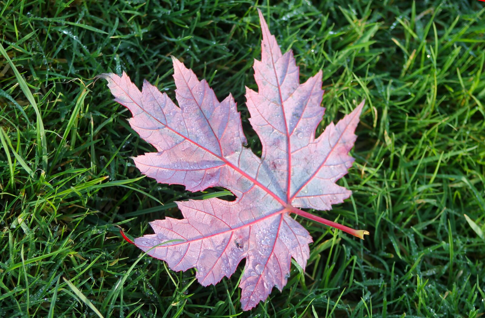 Canon EOS 1100D (EOS Rebel T3 / EOS Kiss X50) sample photo. Leaf, grass, green photography