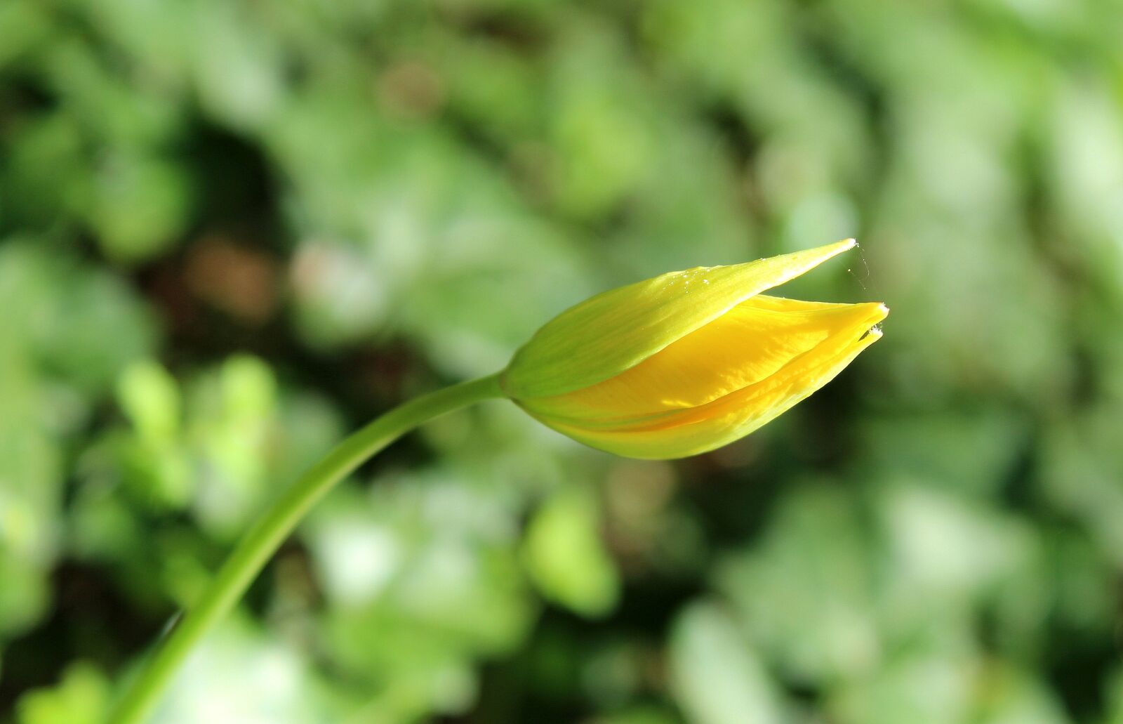 Canon EOS 1200D (EOS Rebel T5 / EOS Kiss X70 / EOS Hi) sample photo. Tulip, bud, yellow photography