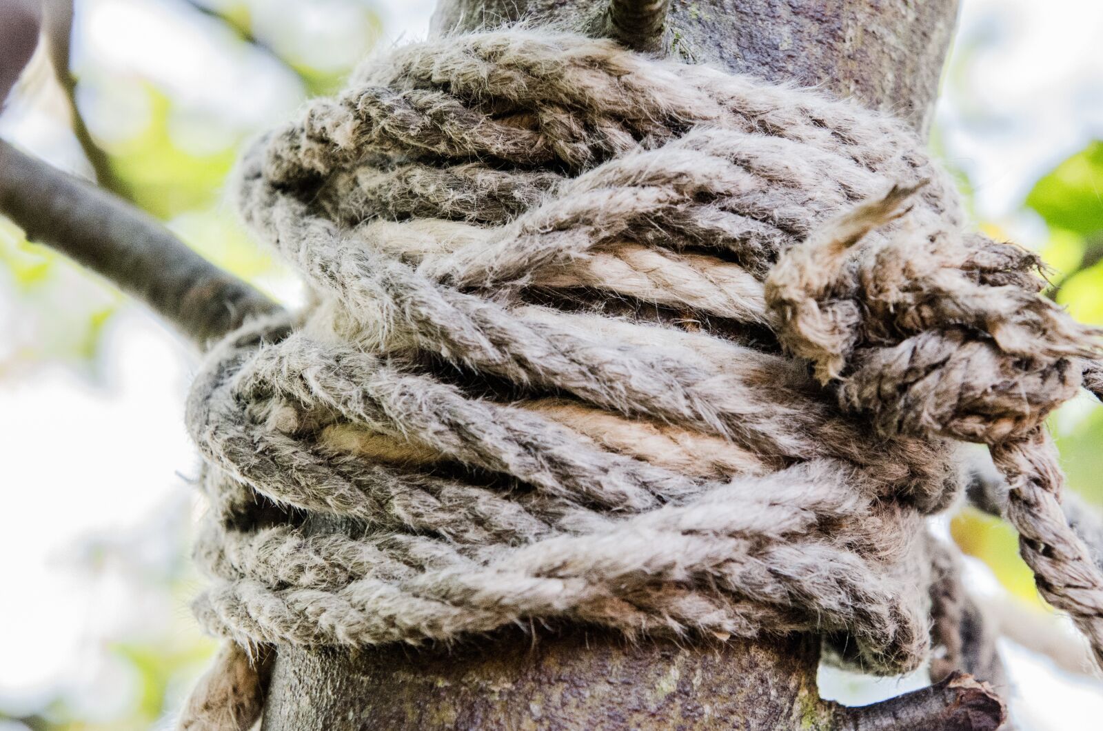 Nikon D7000 sample photo. Rope, tree, equipment photography