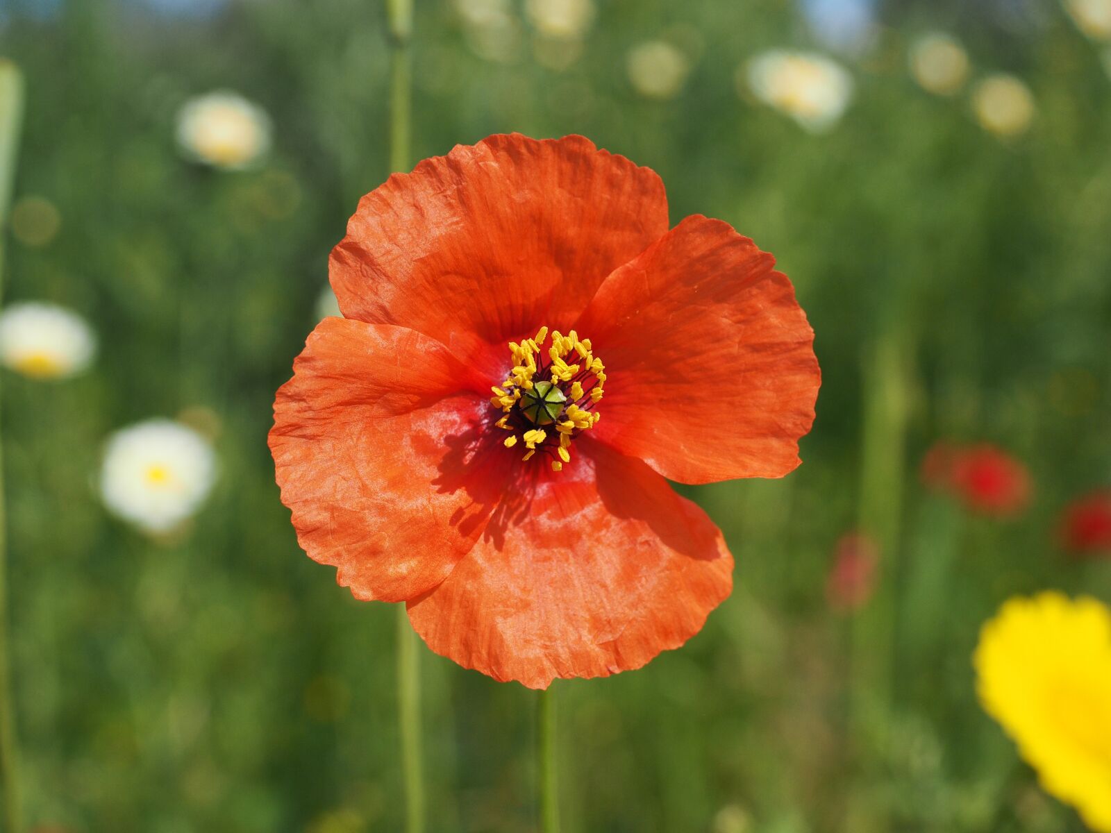Olympus OM-D E-M1 + Olympus M.Zuiko Digital ED 12-40mm F2.8 Pro sample photo. Klatschmohn, poppy flower, poppy photography