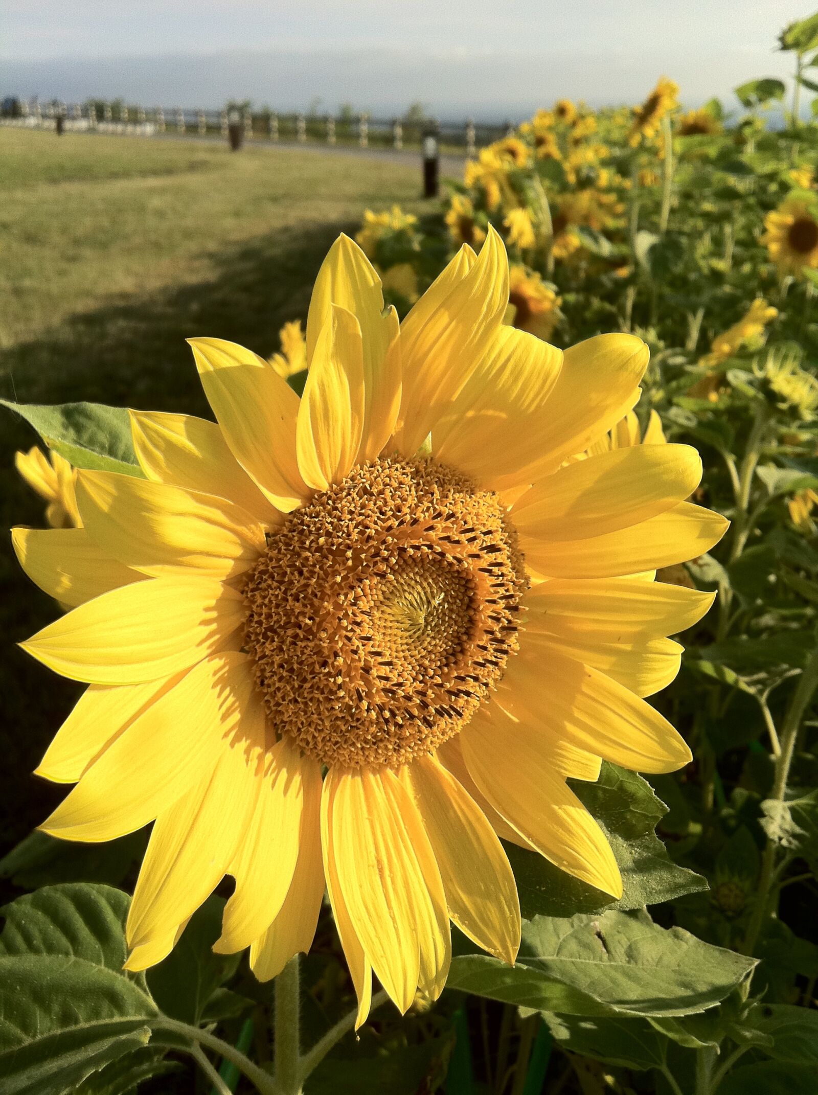 Apple iPhone 4 sample photo. Sunflower, yellow, summer photography