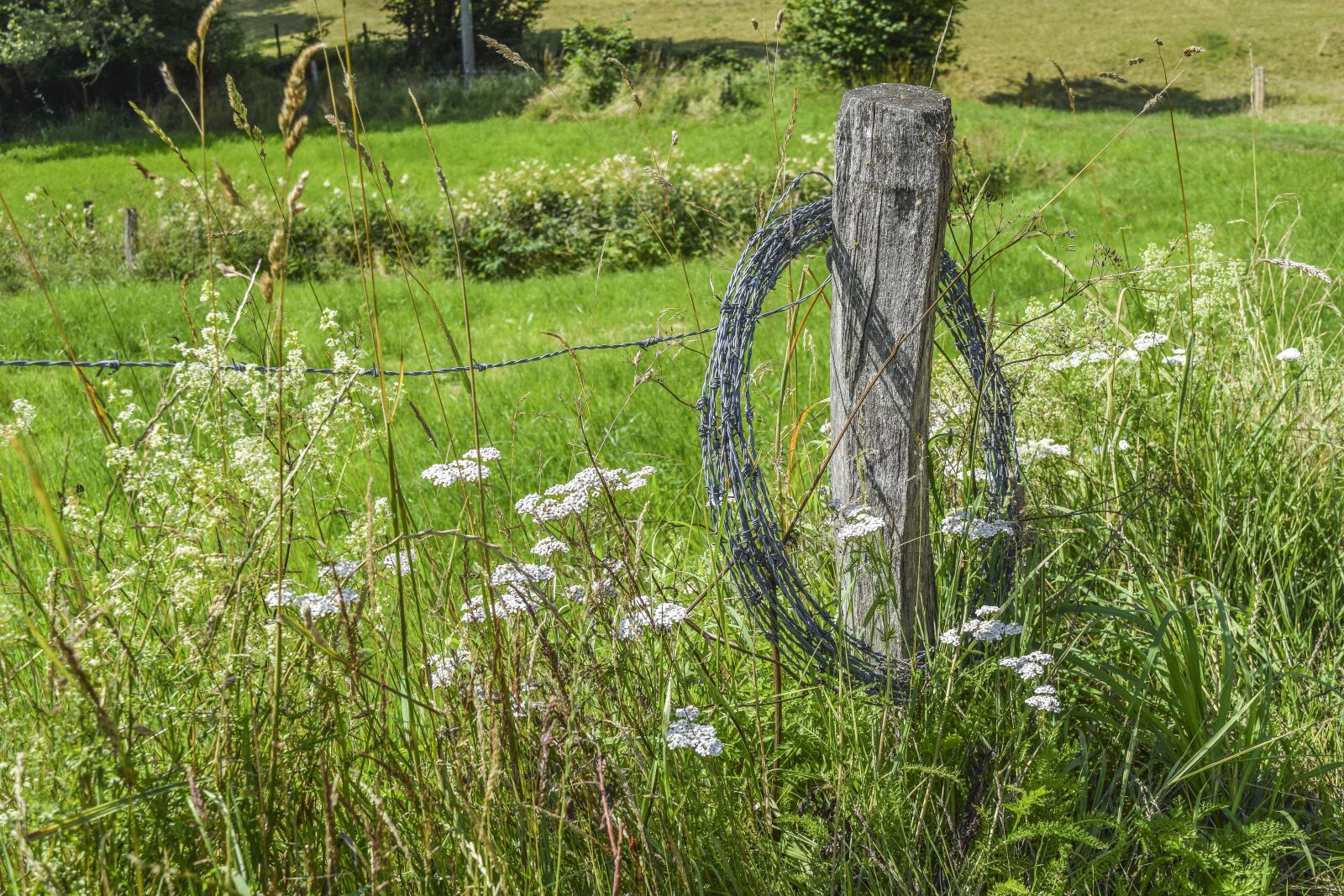 Nikon D3300 sample photo. Nature, pasture, fence photography