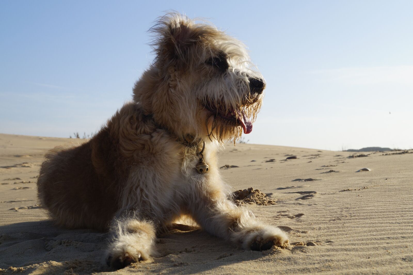Sony DT 18-55mm F3.5-5.6 SAM II sample photo. Barbado da terceira, dog photography