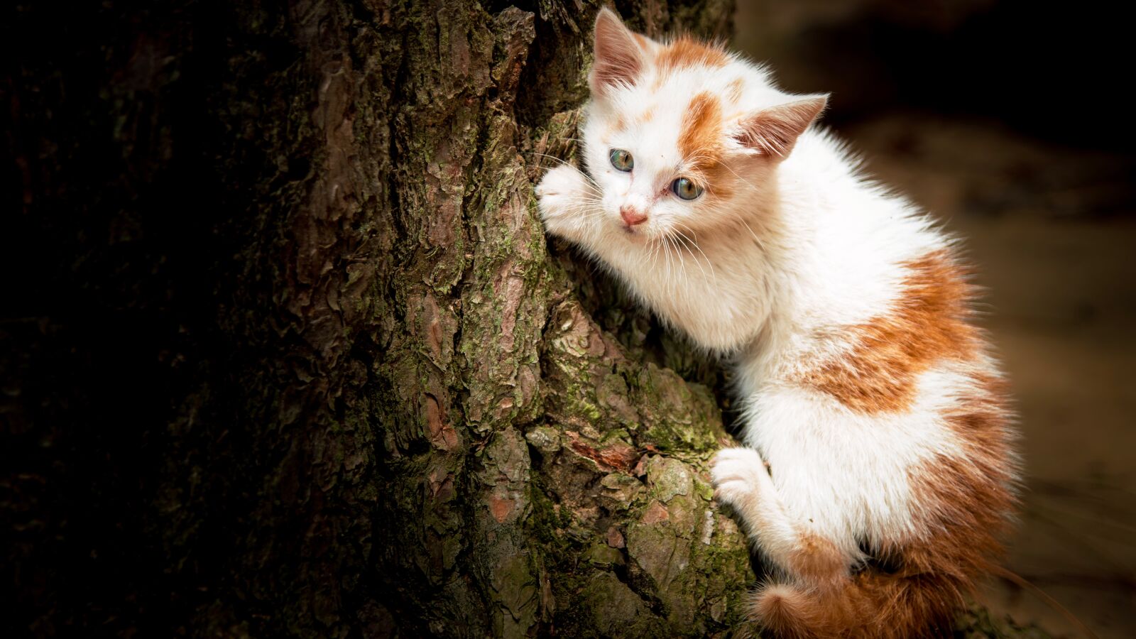 Canon EOS 70D sample photo. Cat, pets, animal photography